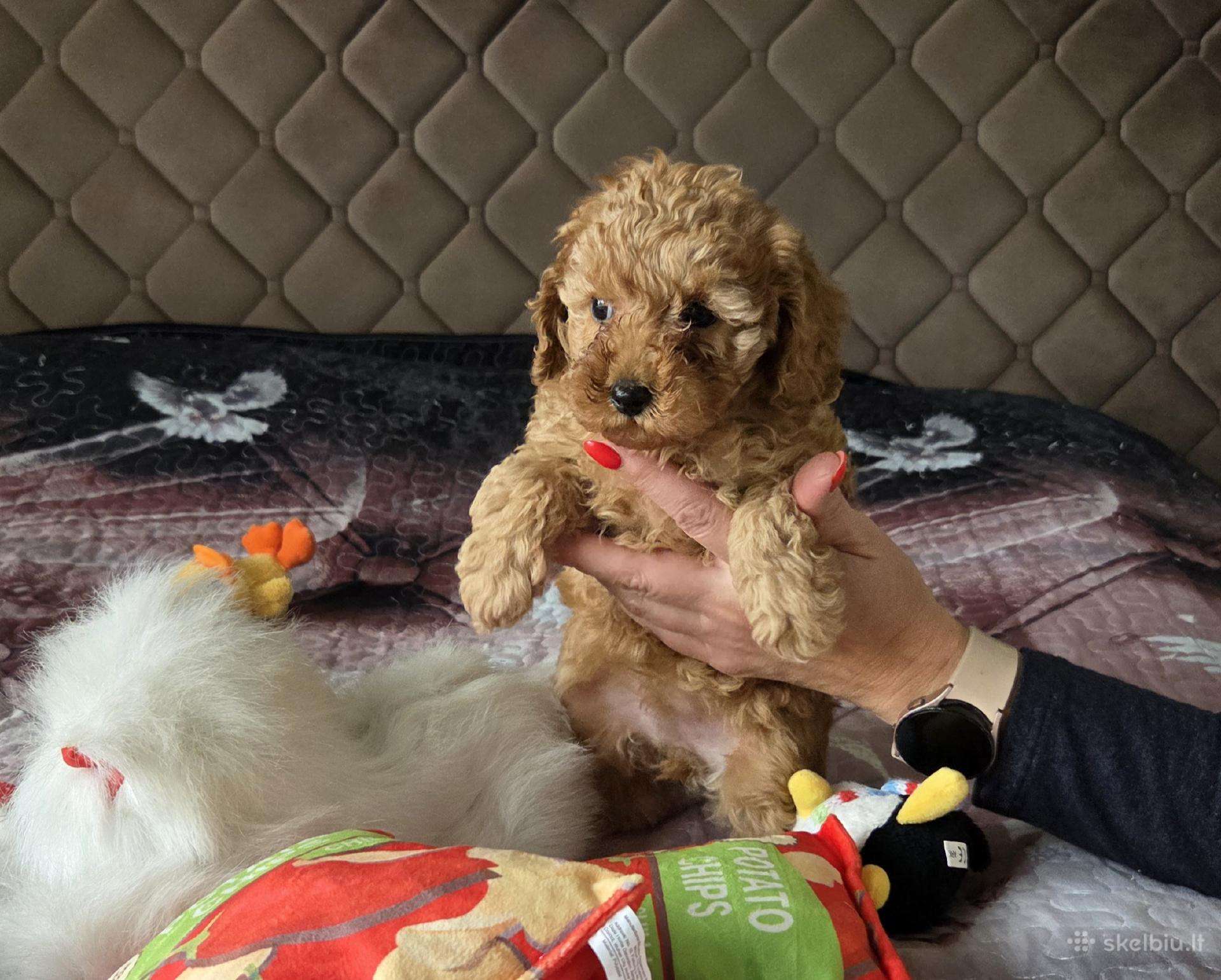 Toy pudelytė