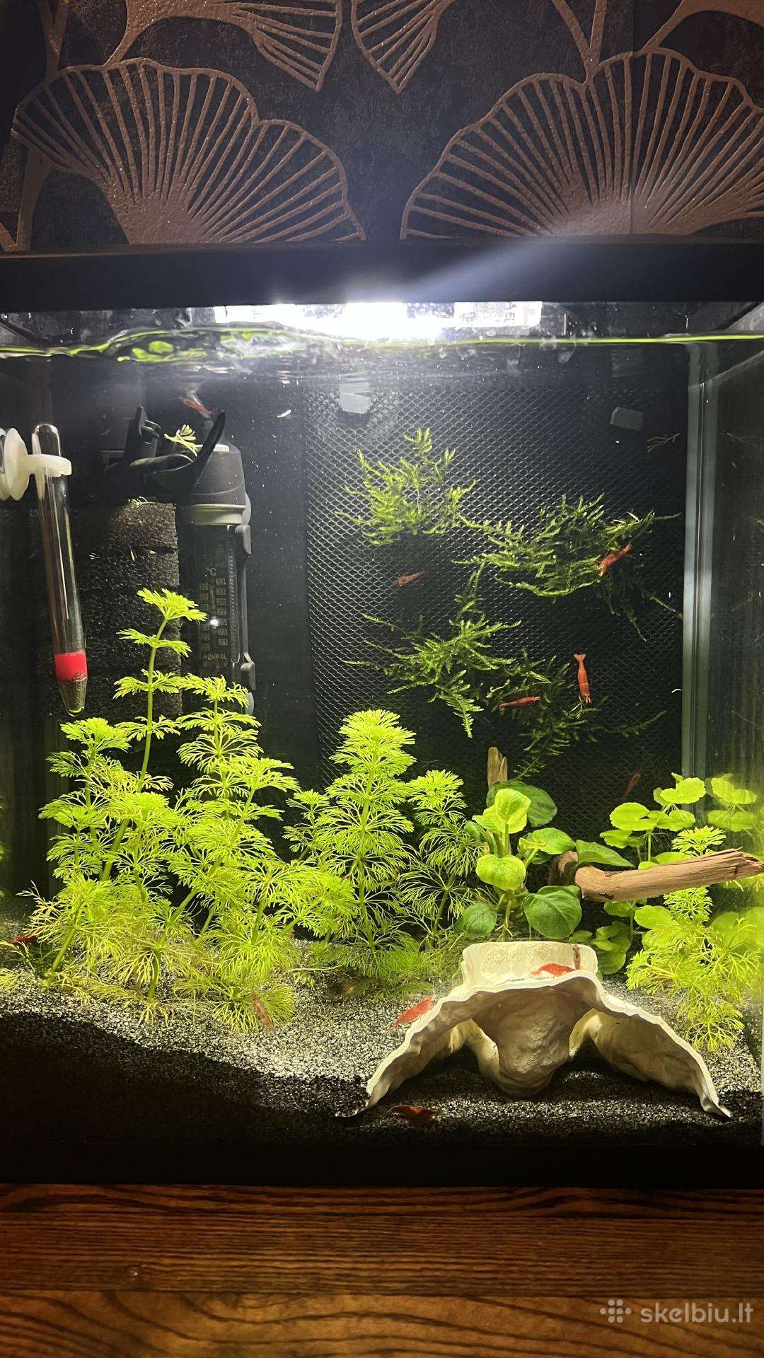 Akvariumas 13l