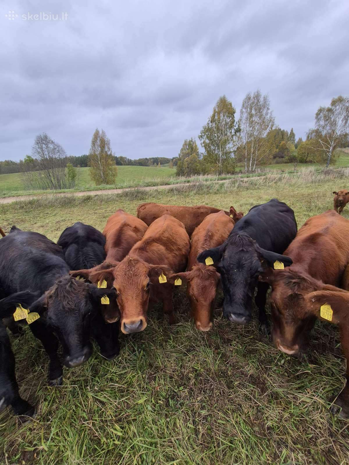 Ekologinis Ūkis Parduoda Angus Mišrūnes Telyčias