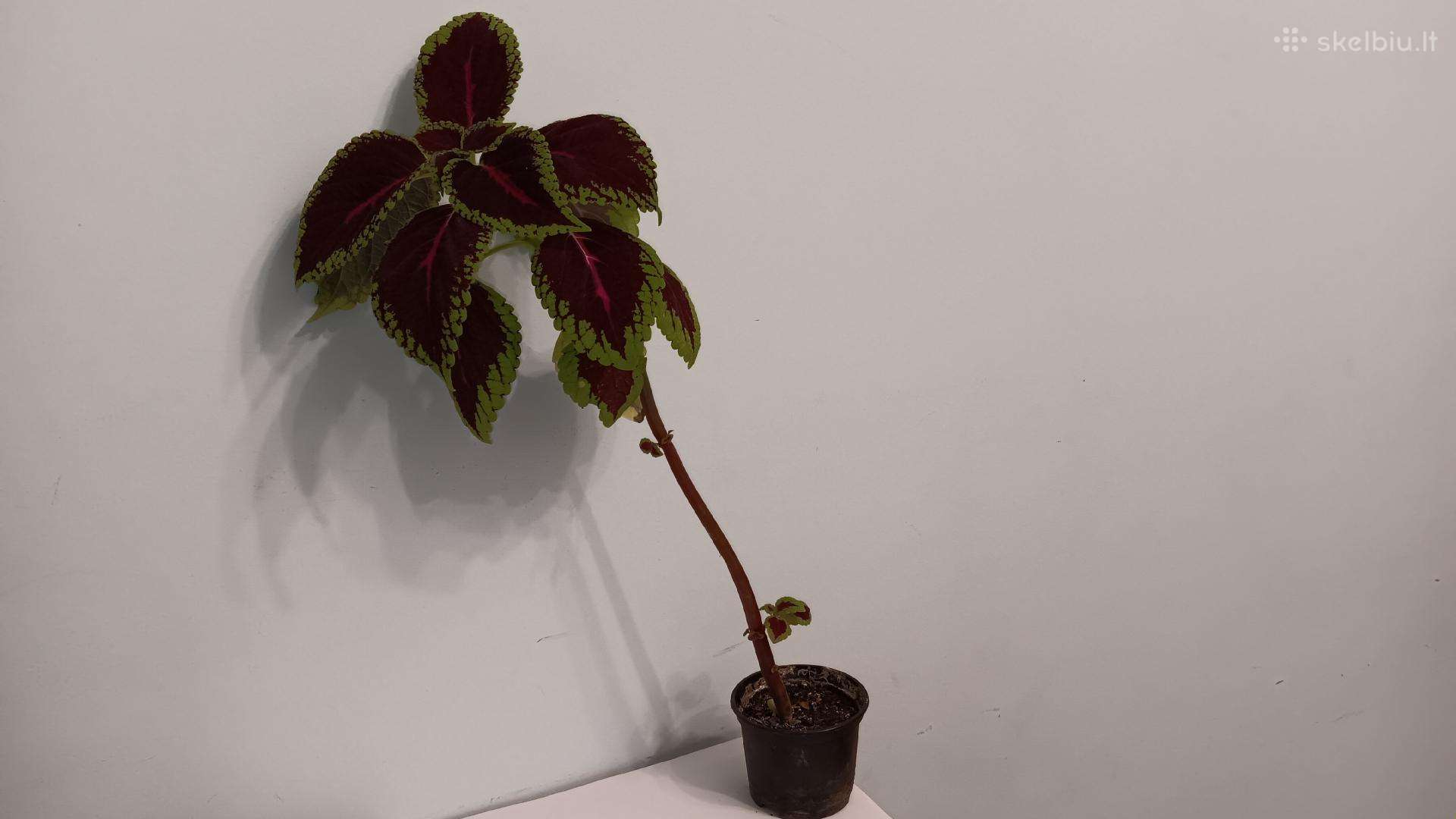 Margenis, 43 cm