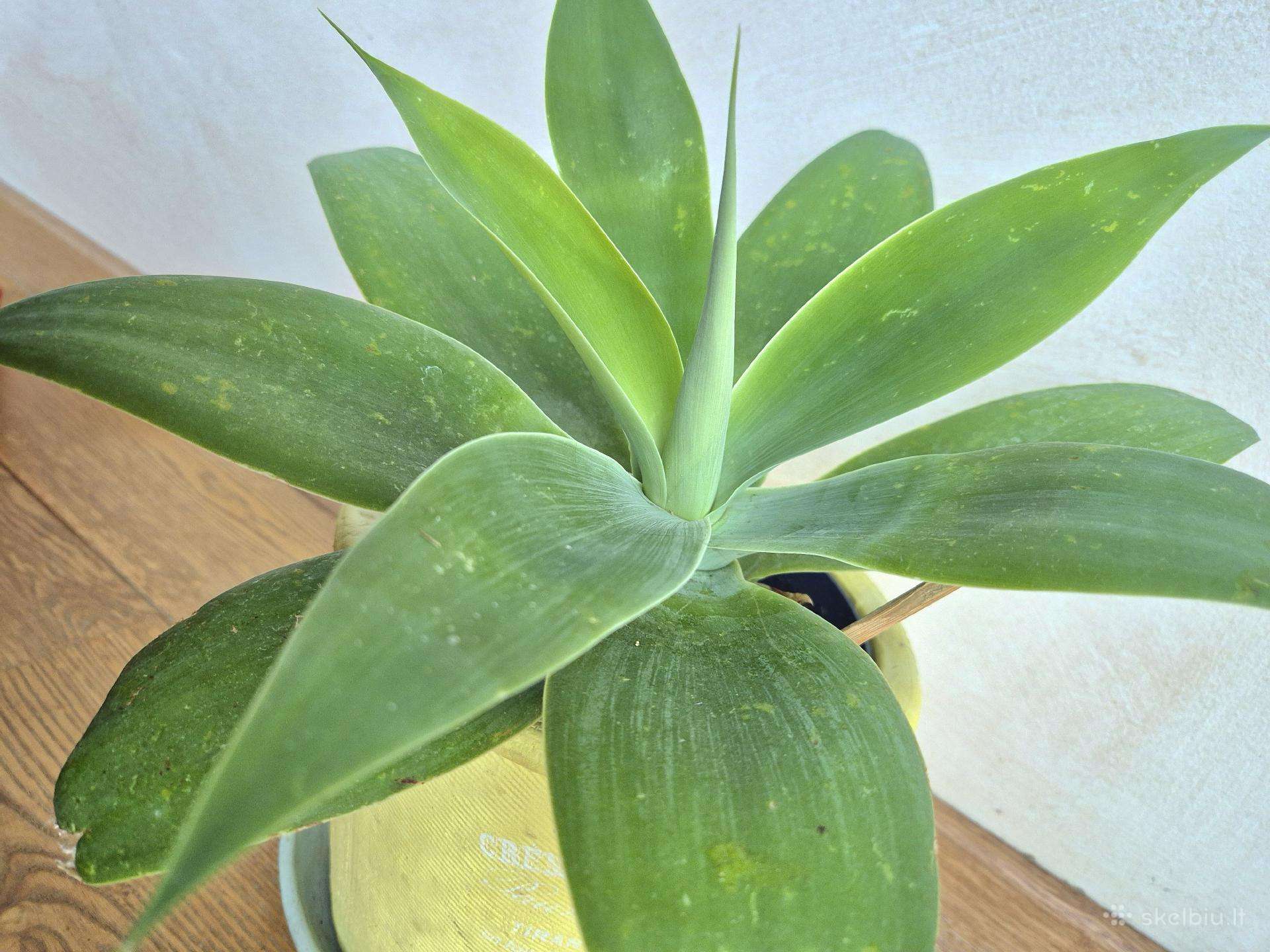 Kambarine gele"agave attennuata".