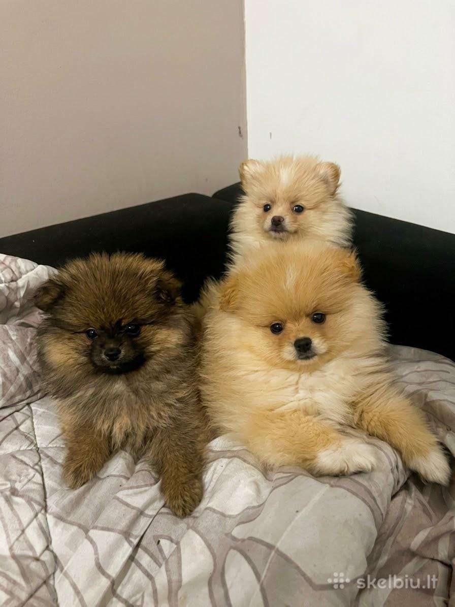 Pomerano šuniukai Kaune! pūkuoti