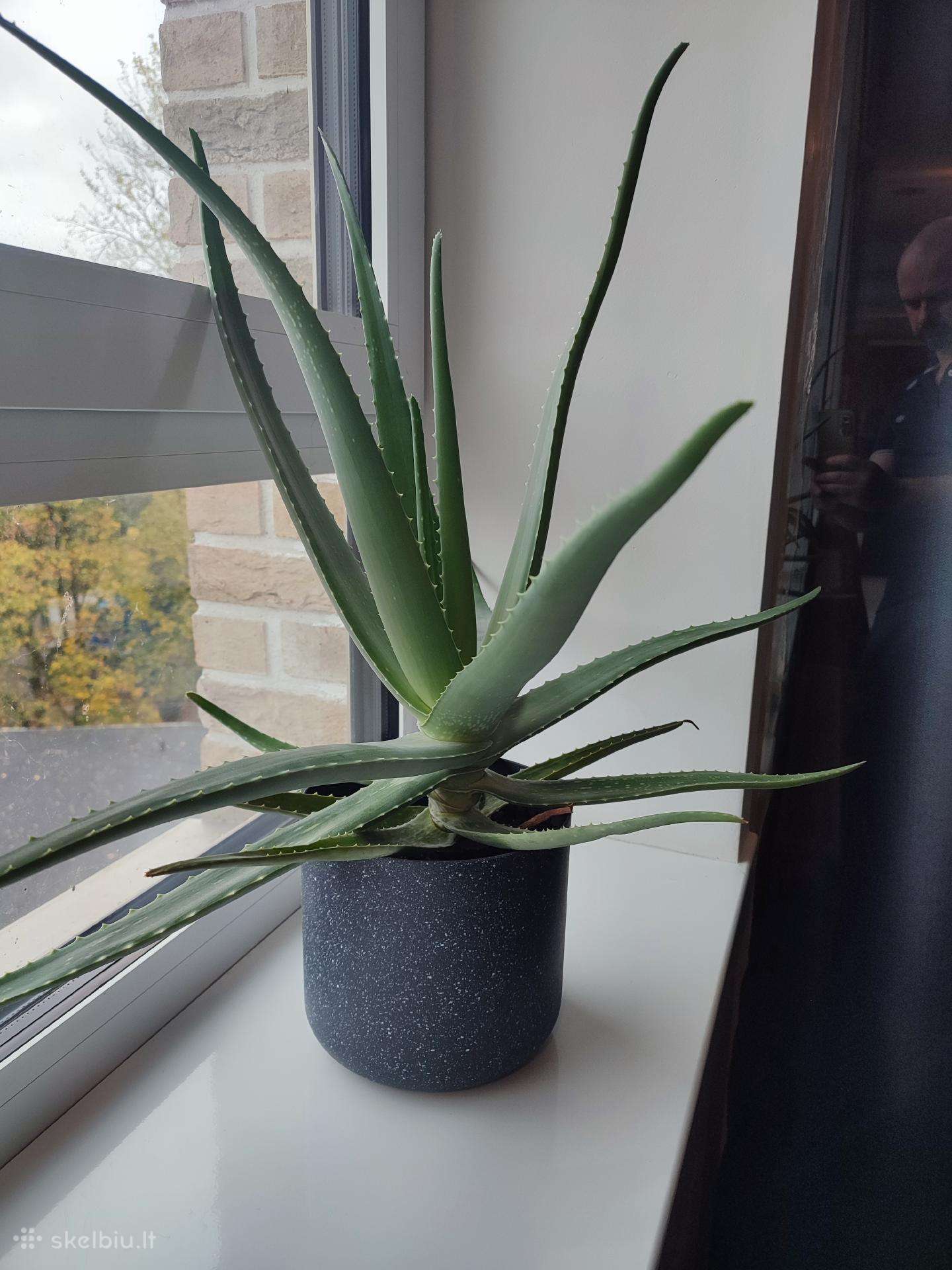 Aloe Vera augalas