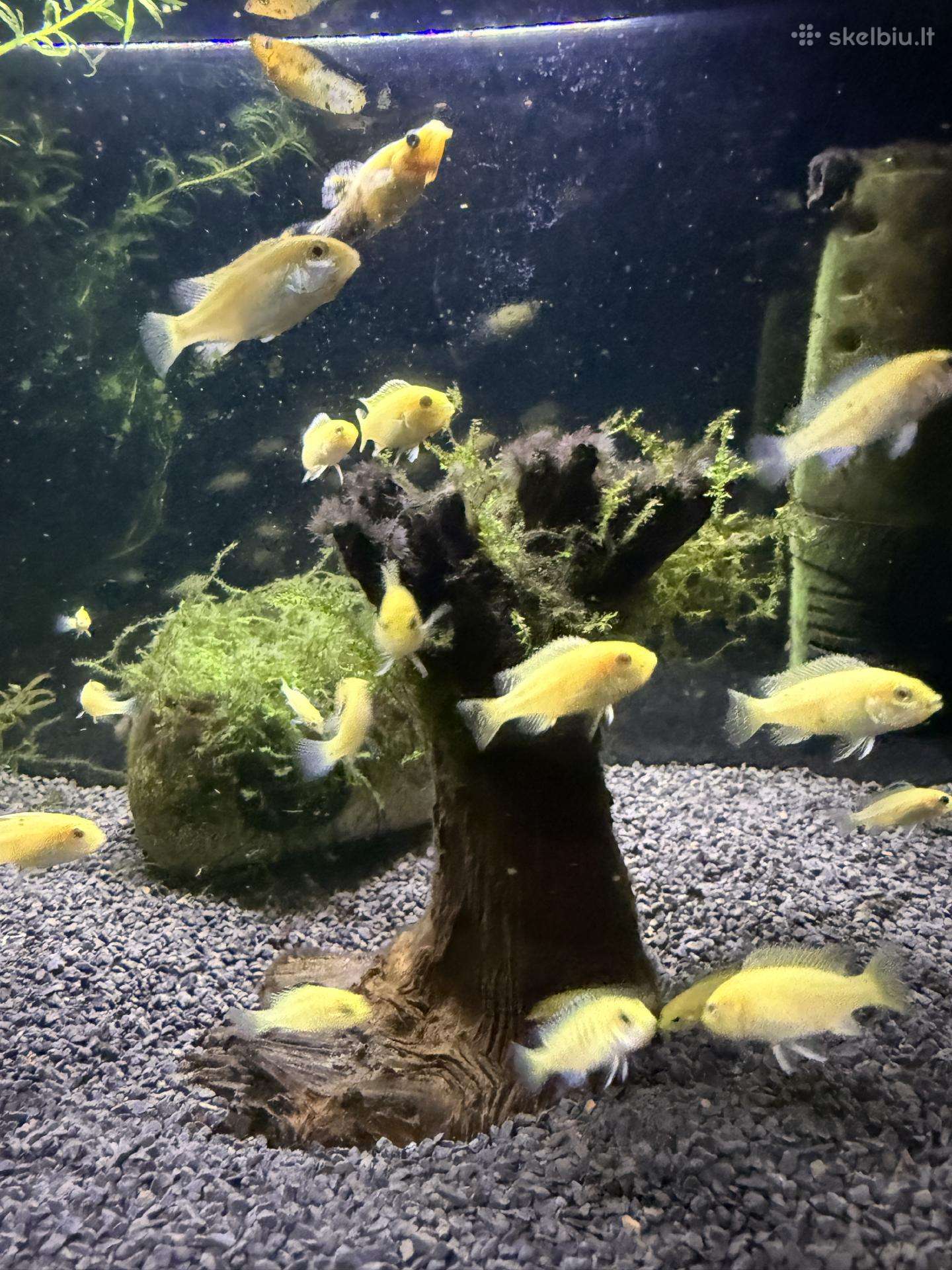 Labidochromis yellow akvariumo žuvites parduodu