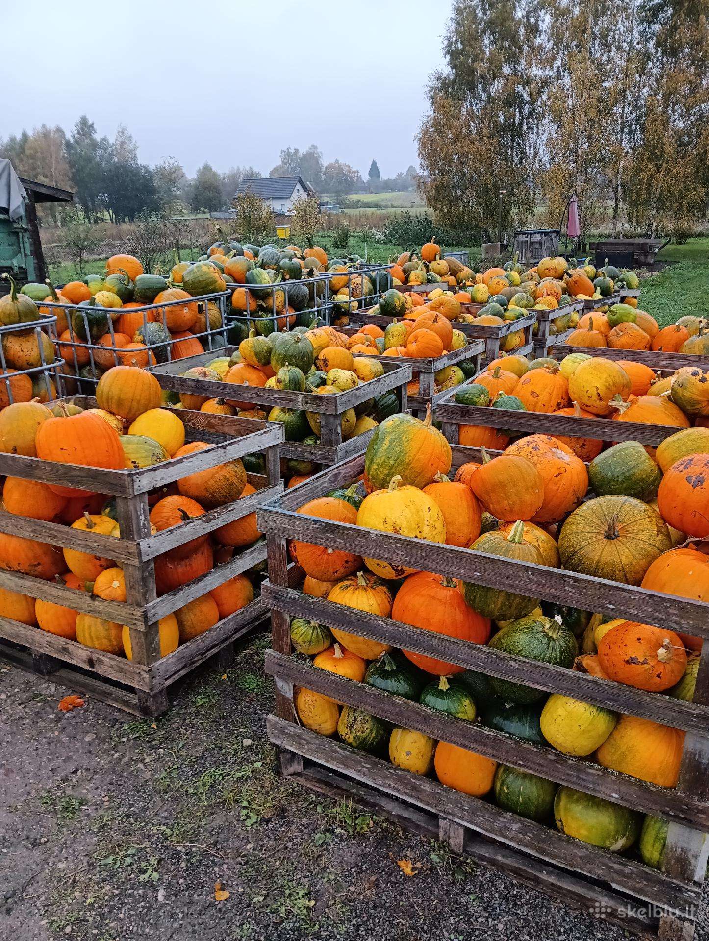 Moliūgai, bulvės, morkos