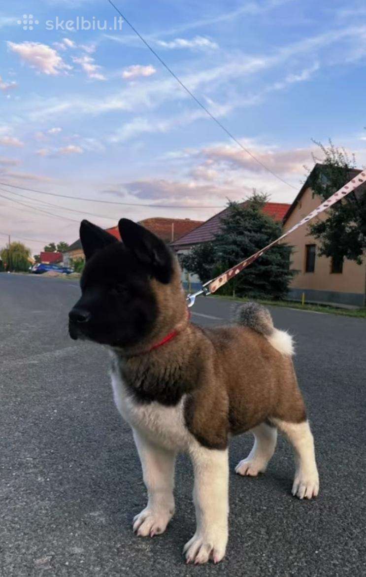 Amerikiečiu Akita šuniukai