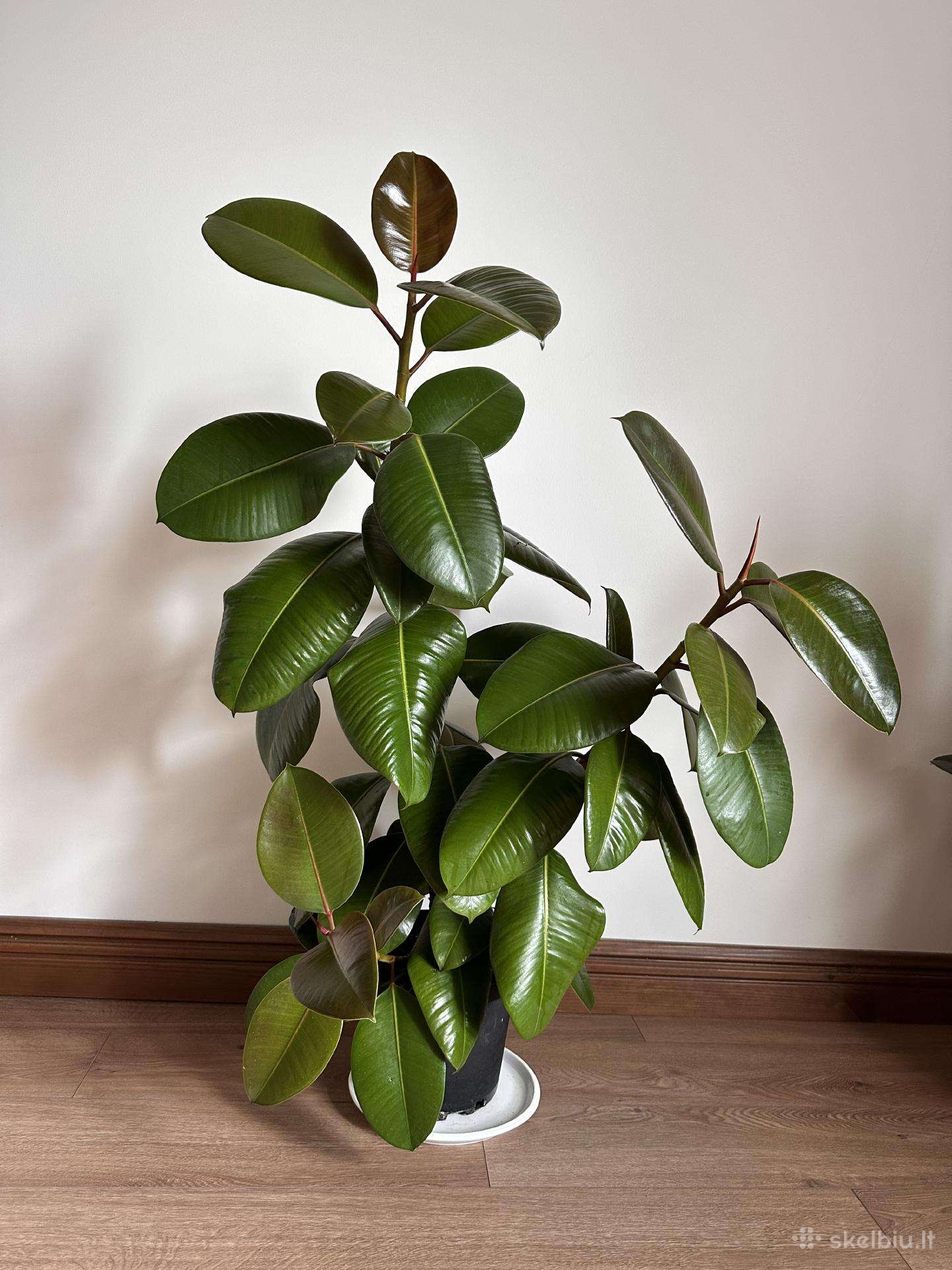 Du gražūs stambialapiai fikusai 110 cm aukščio