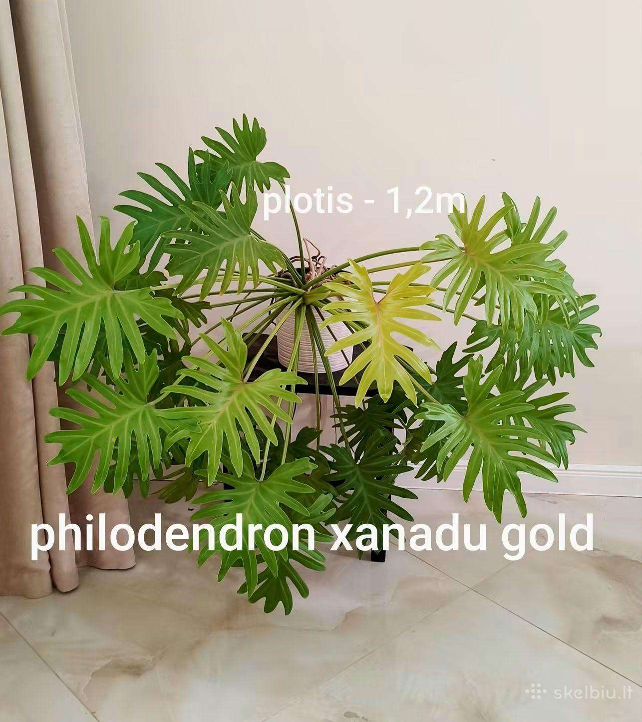Philodendron xanadu gold
