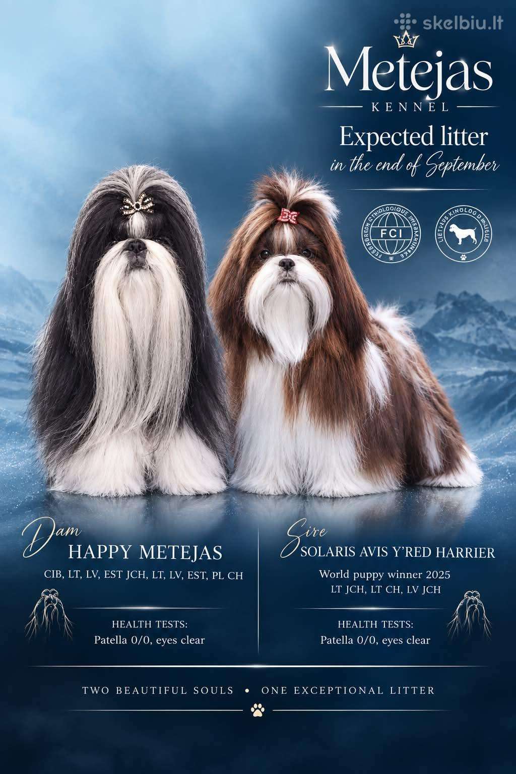 Shih tzu mažyliai