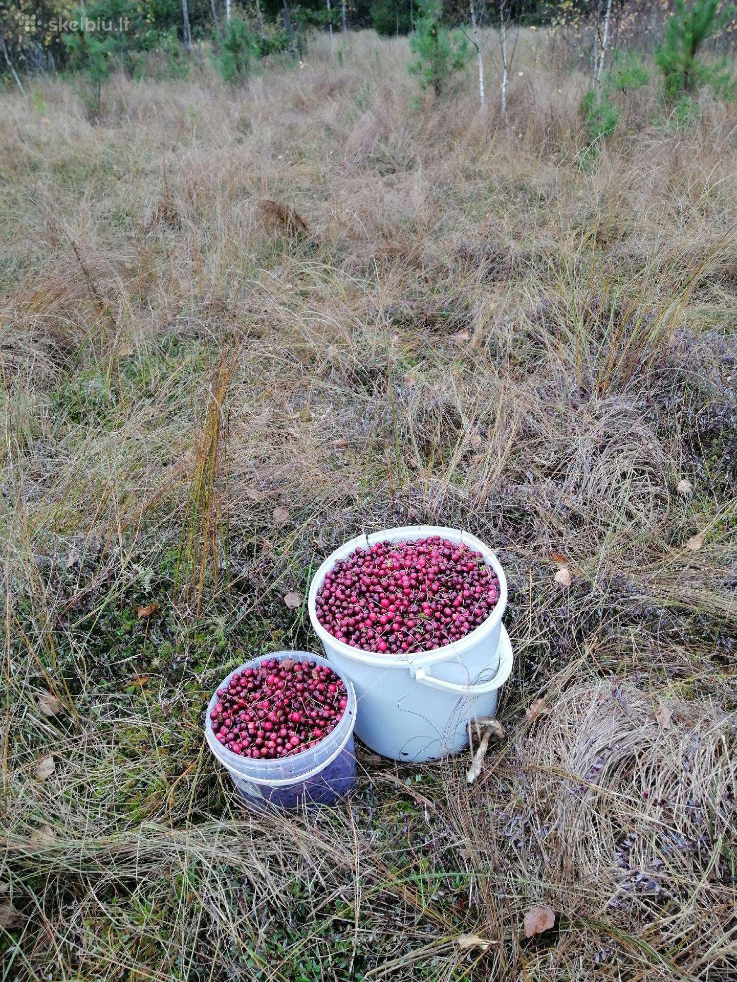 Šviežios spanguolės 5/l.