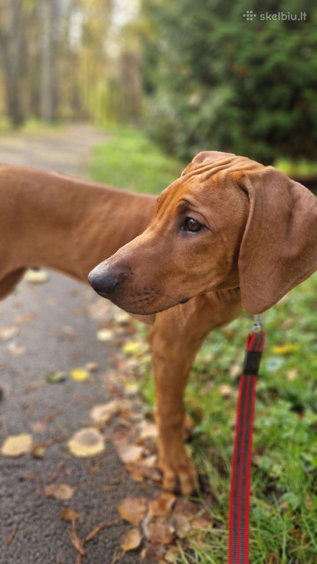 Rhodesian Ridgeback