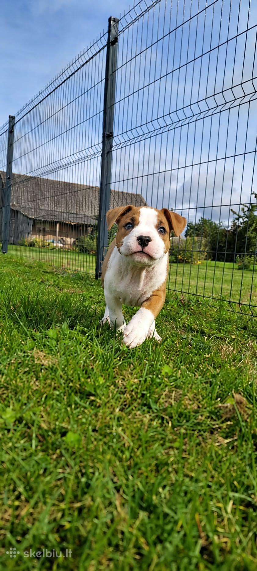 Mažos letenėlės. Didelės širdys.