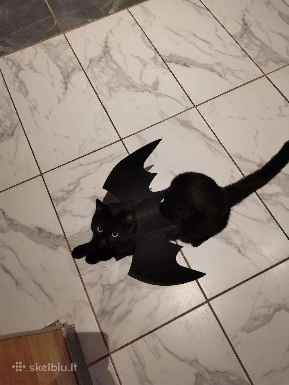 Halloween Helovino katės sparnai