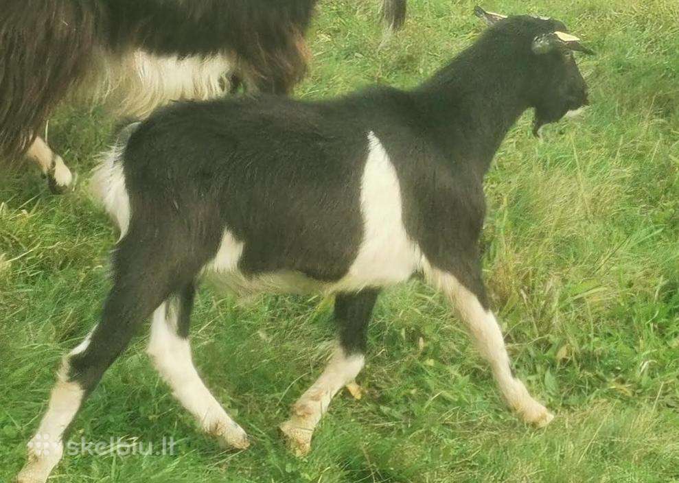 Parduodu ožiuką
