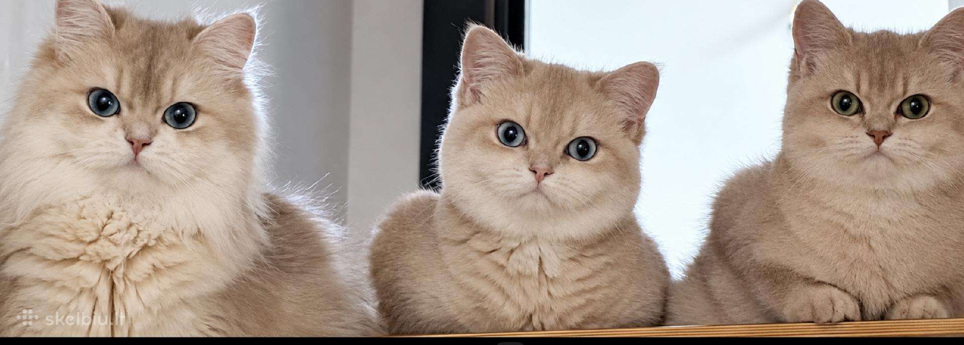 Britukai iš Amber Villard Cattery