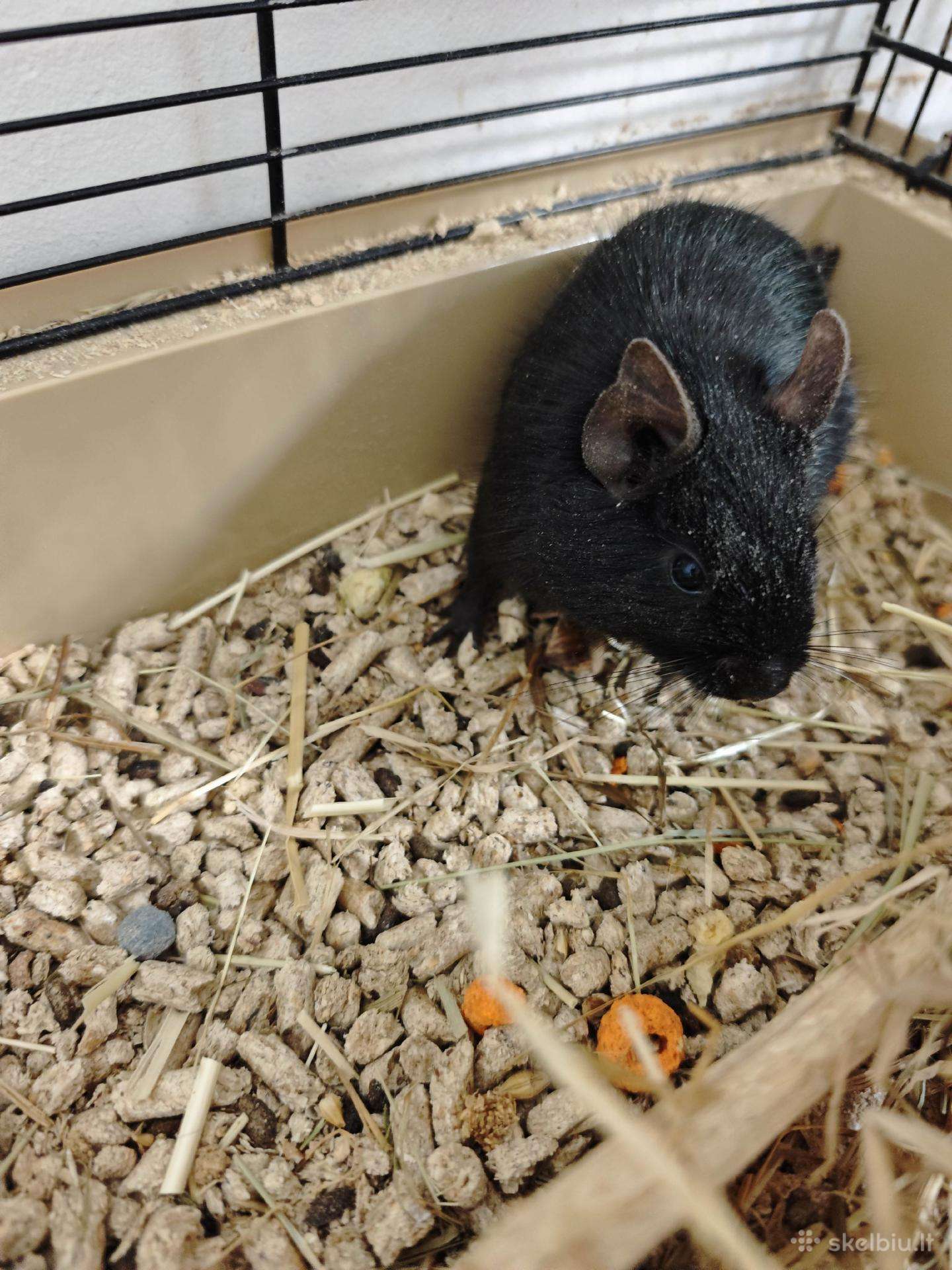 Dovanojam Degu patele