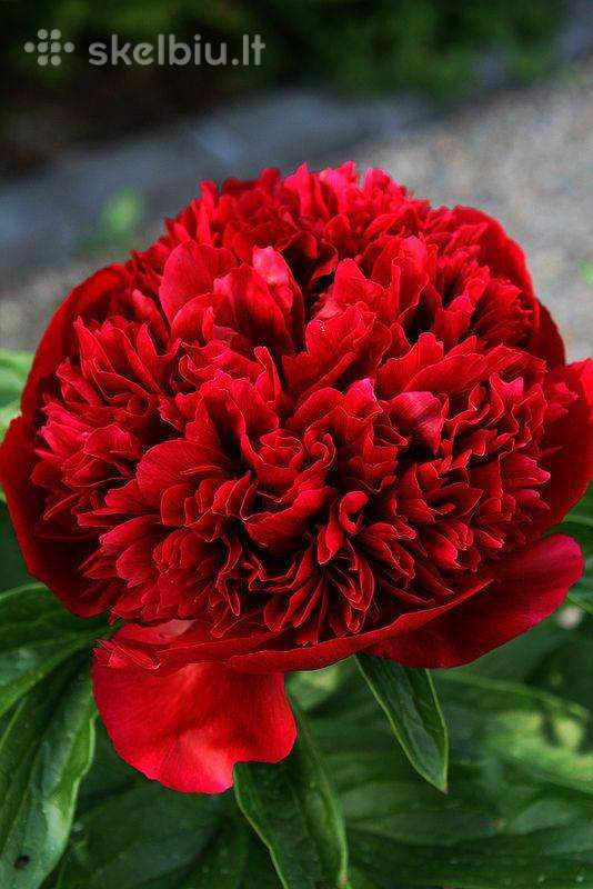 Bijūnų "Red Charm" šaknys