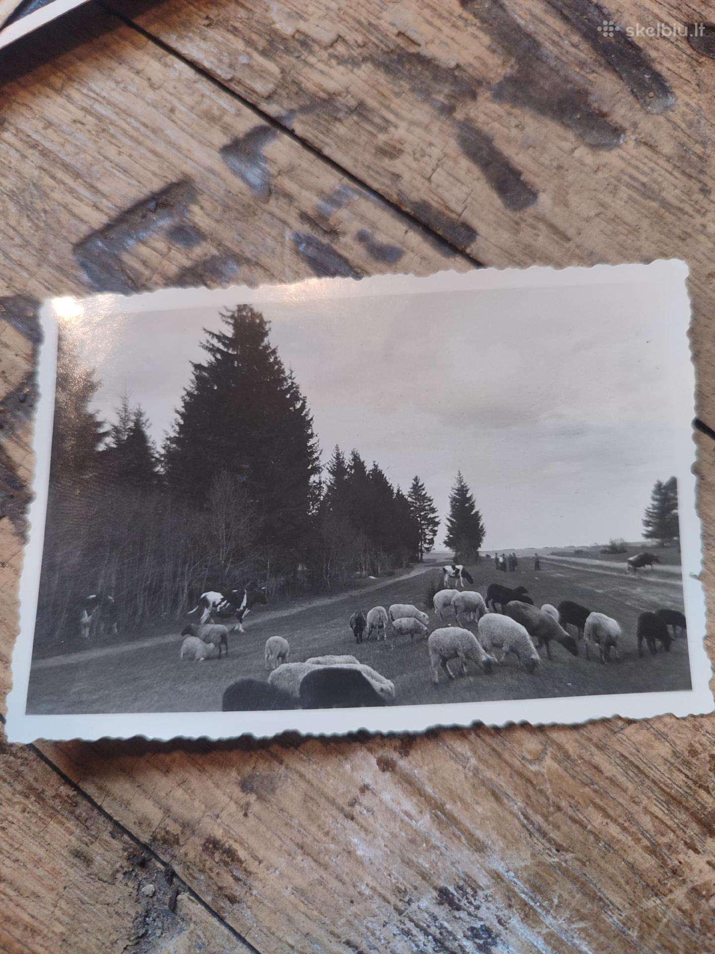 Tarpukario nuotrauka Plungė