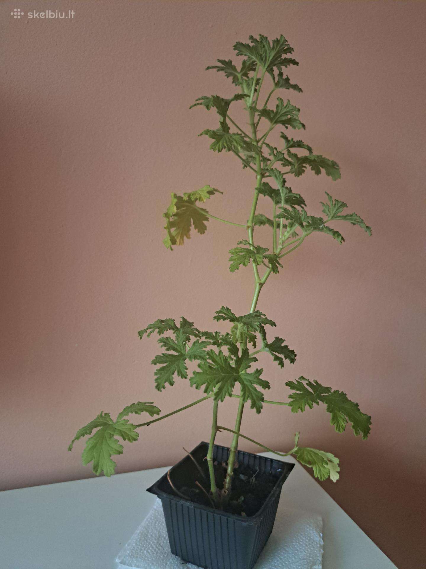 Kvapioji pelargonija ( Jeronimas)