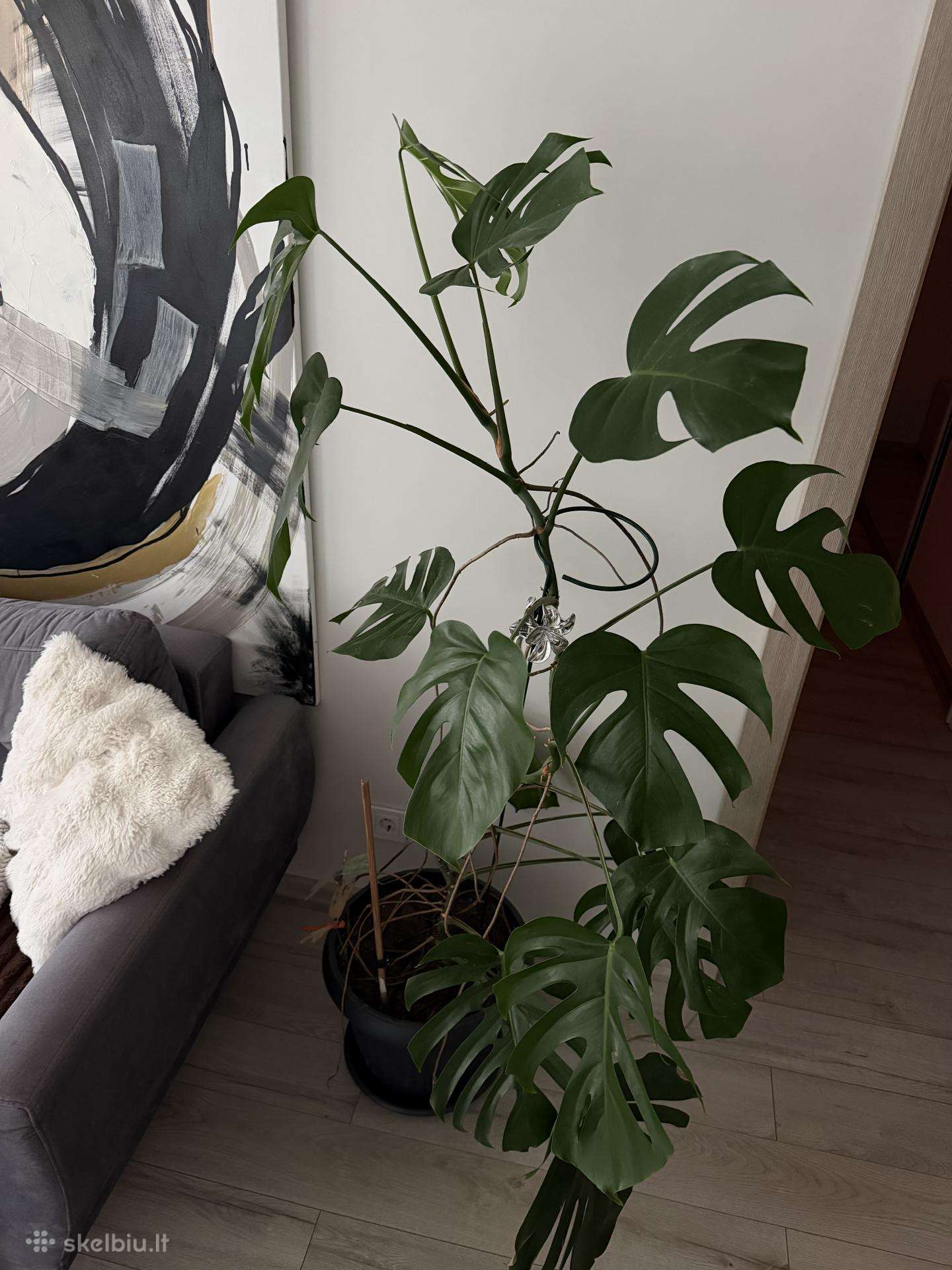 Monstera augalas