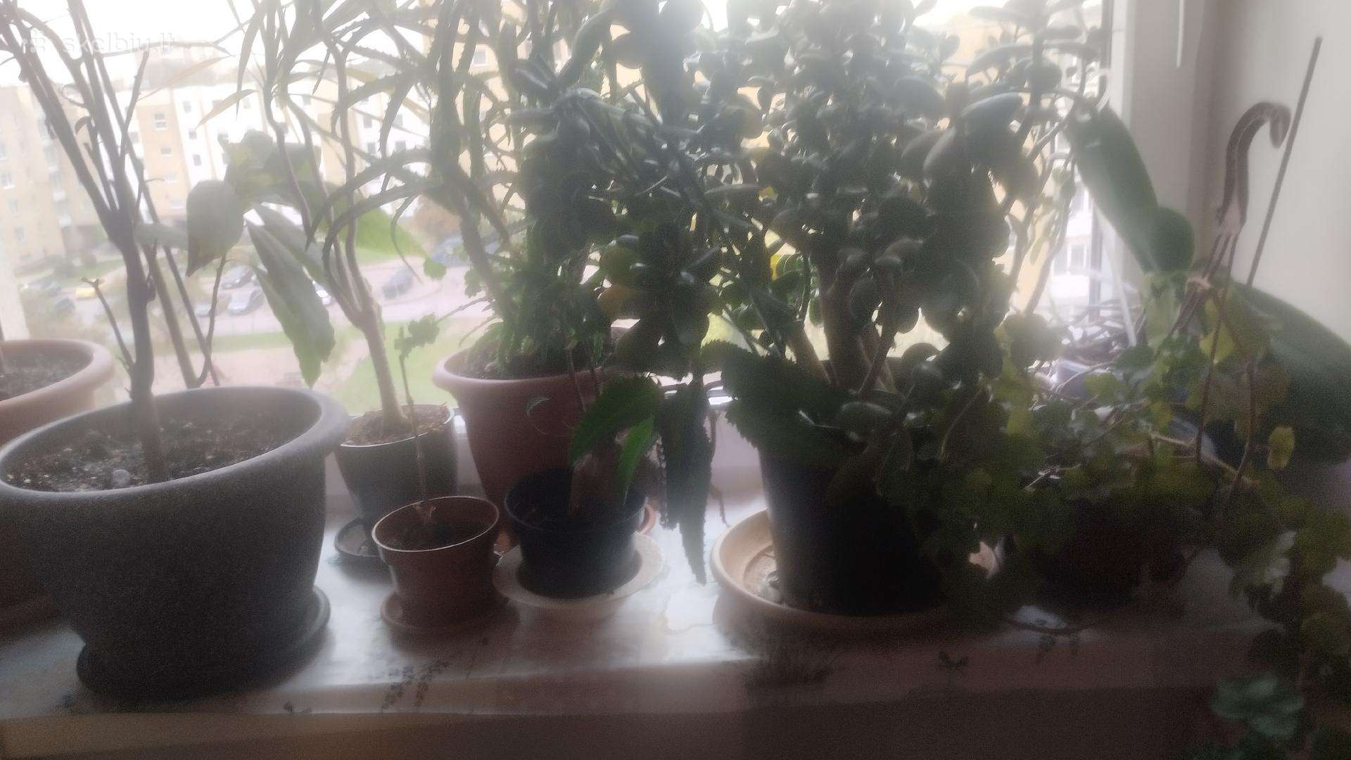 Dovanoju gėles printeri ir tris stalus