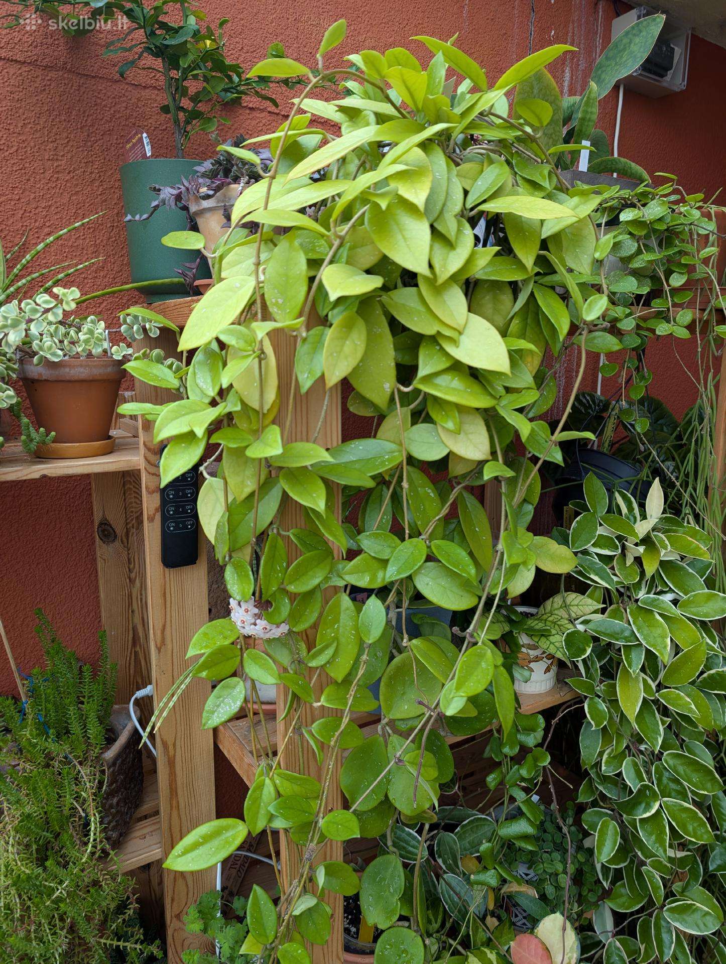 Hoya carnosa