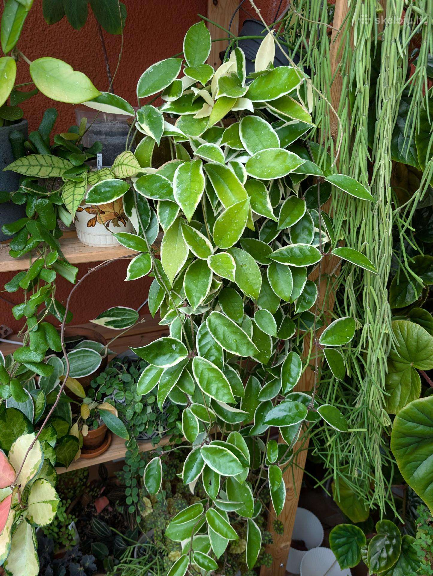 Hoya carnosa "krimson queen"