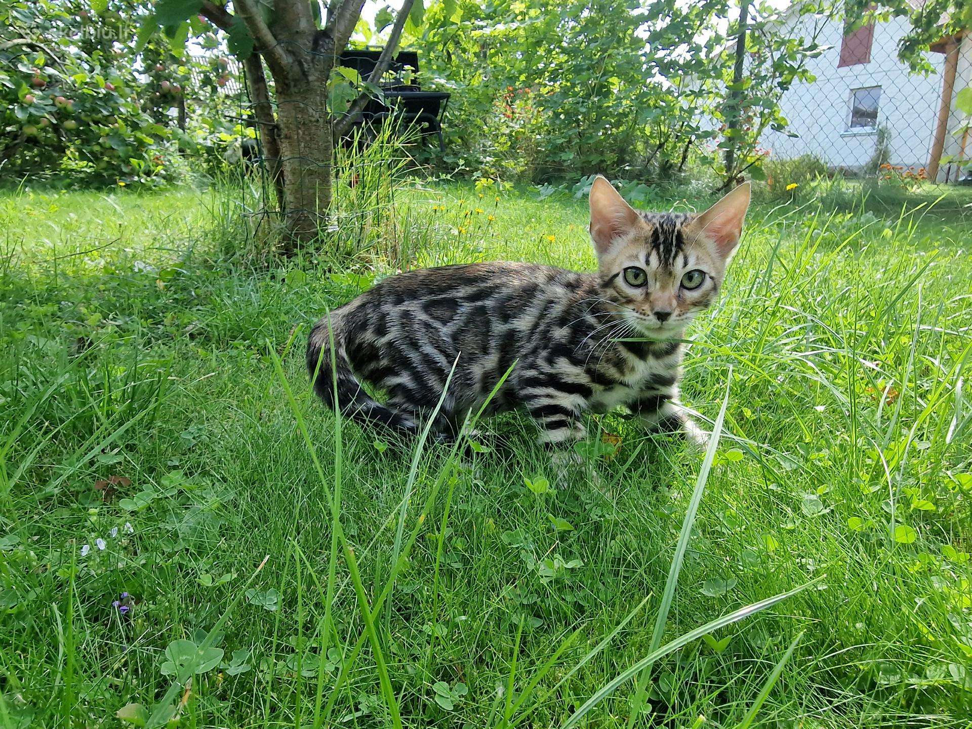 Kilminga bengaliukė