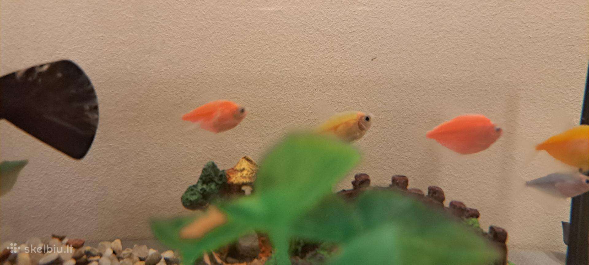 Akvariumas su žuvytėm