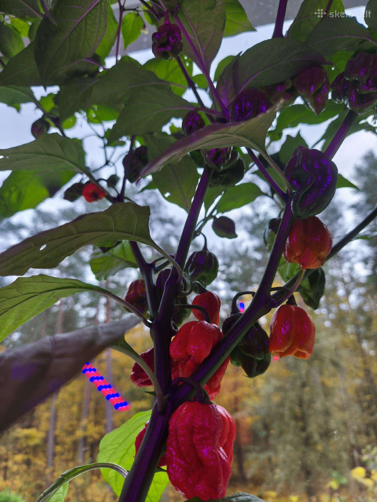 Carolina Reaper vazonuose
