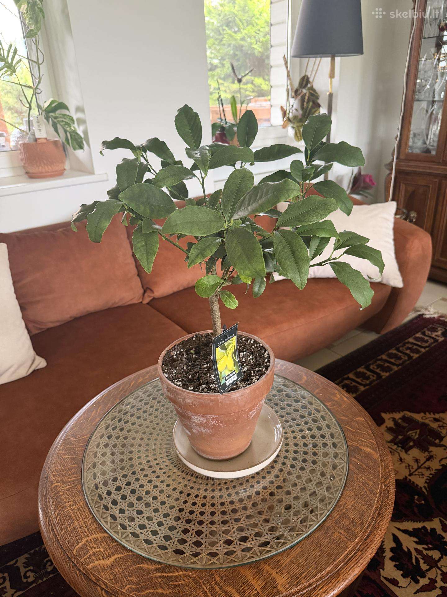 Derėjęs kinkanas (Kumquat), 55 cm, su vazonu