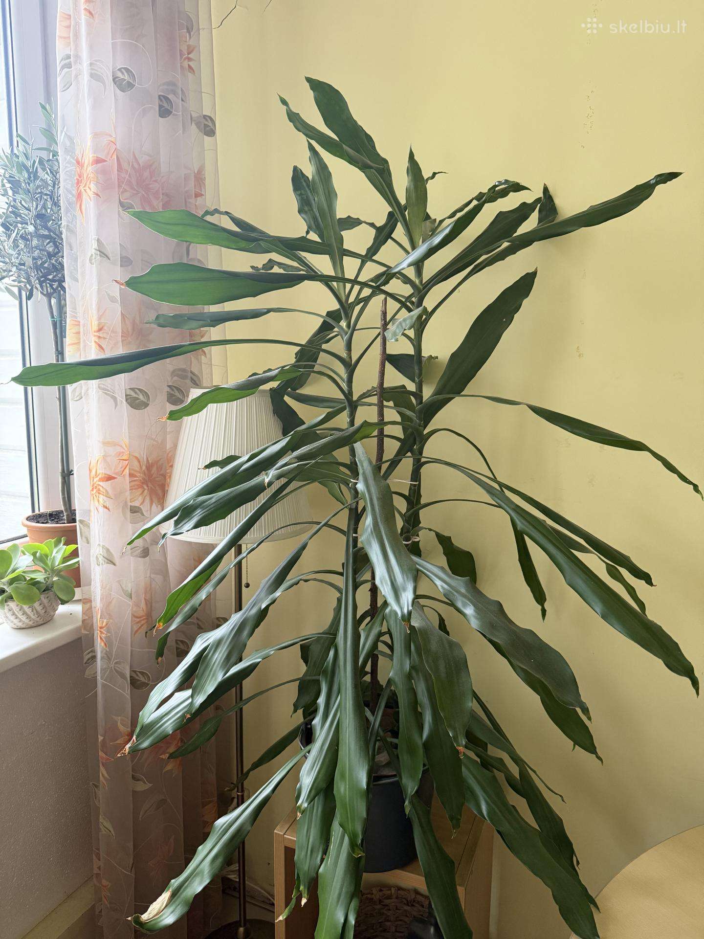 Vešli dracena, 2 augalai viename vazone, 130 cm