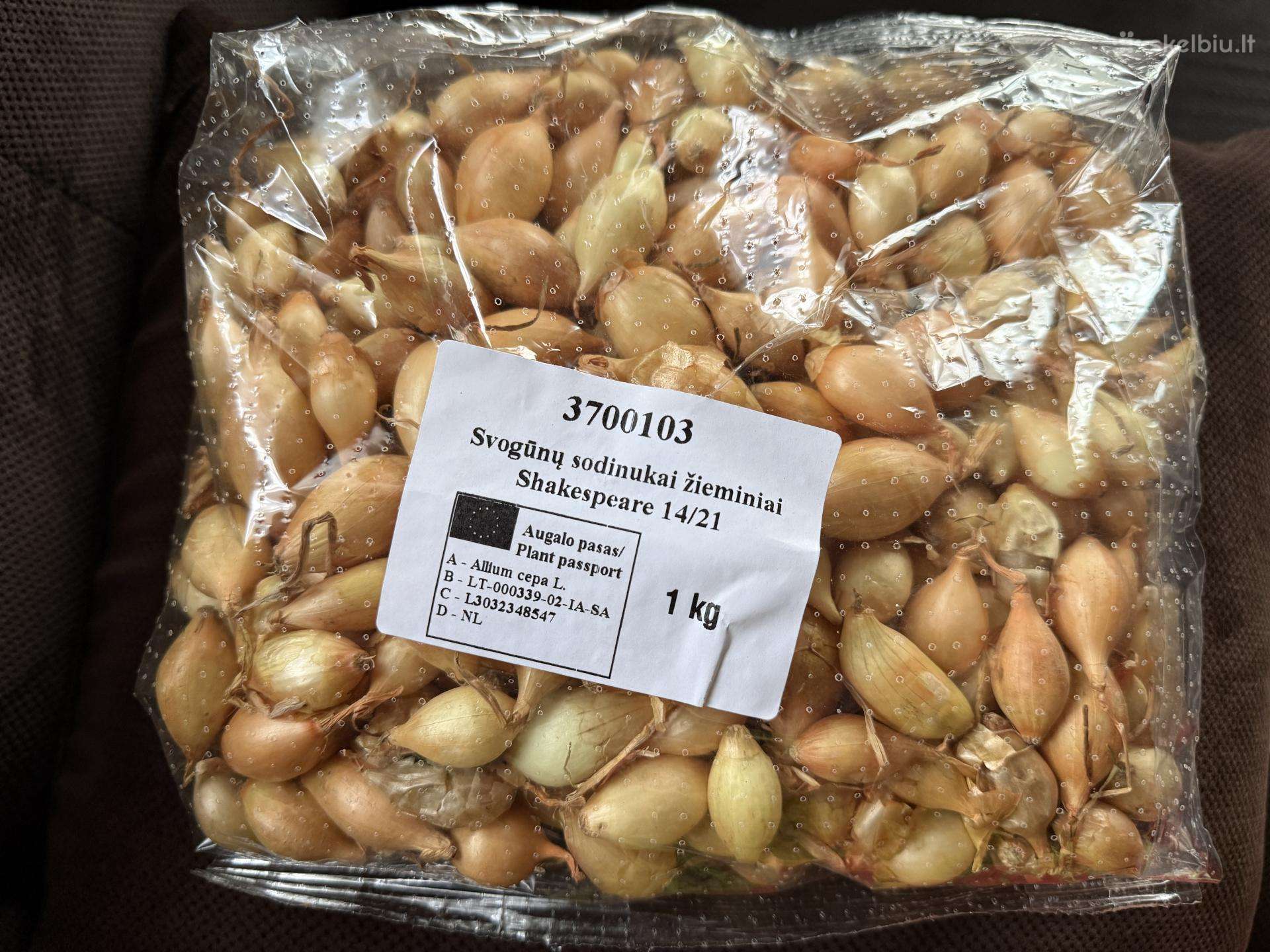 Svogūnų sodinukai žieminiai