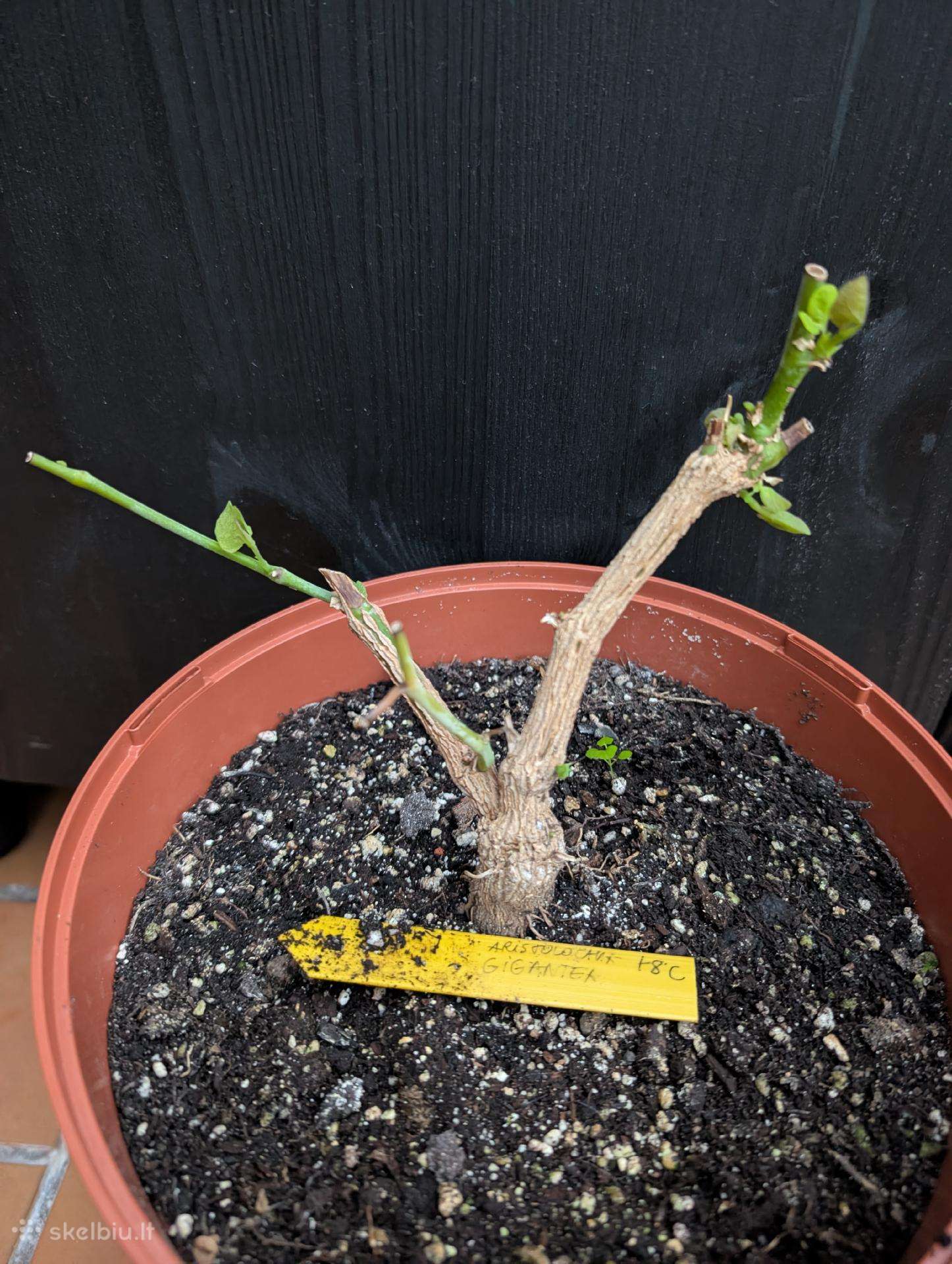 Aristolochia gigantea vijoklis