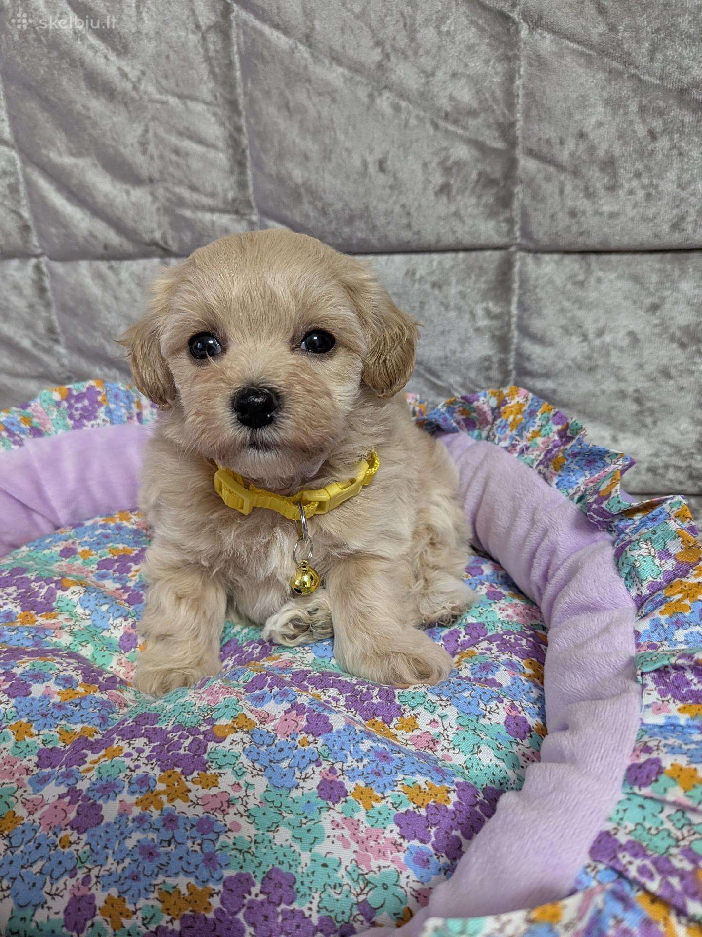 Maltipoo