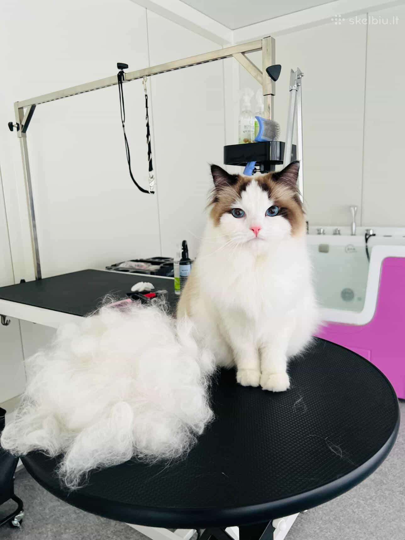 Parduodama Ragdoll katė