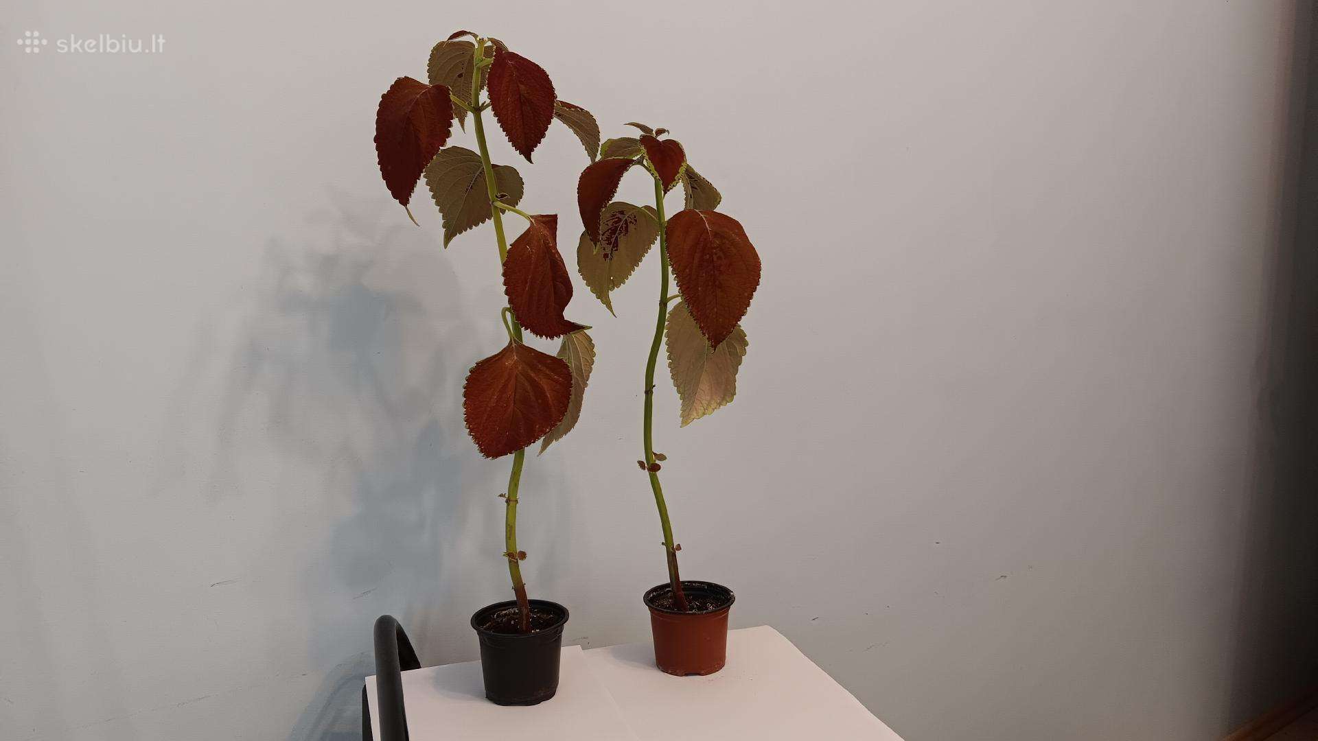 Margeniai raudoni, 2 vnt., 46-54 cm