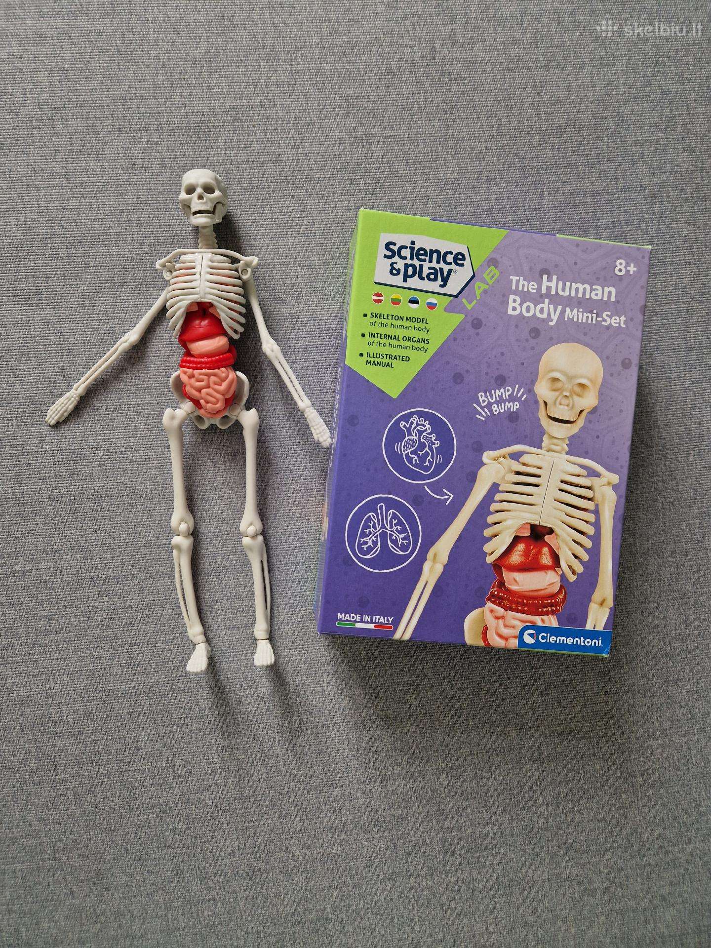 Mokomasis žaislas, Skeletas dėlionė