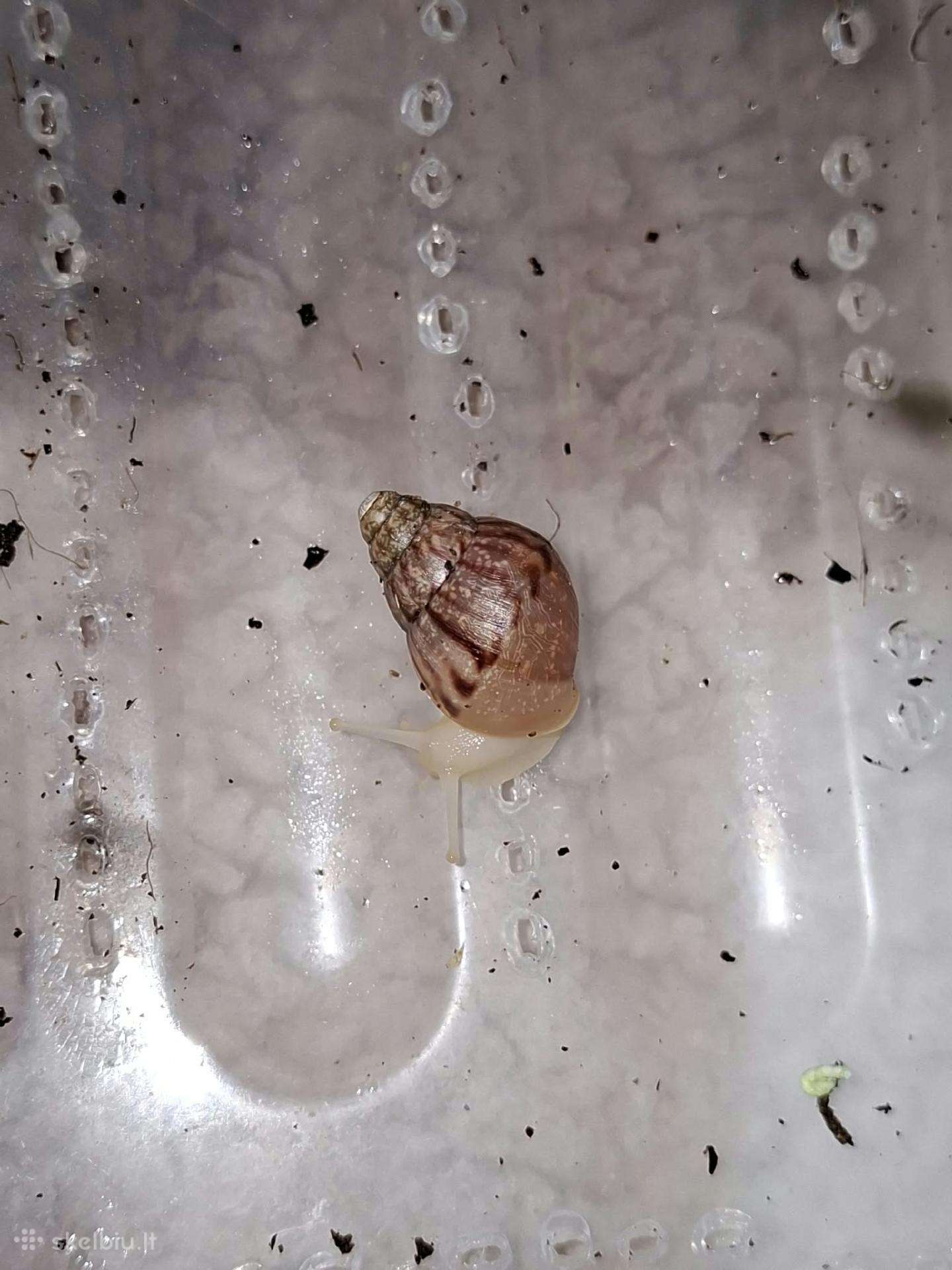 Achatina Afrikinės Sraigės