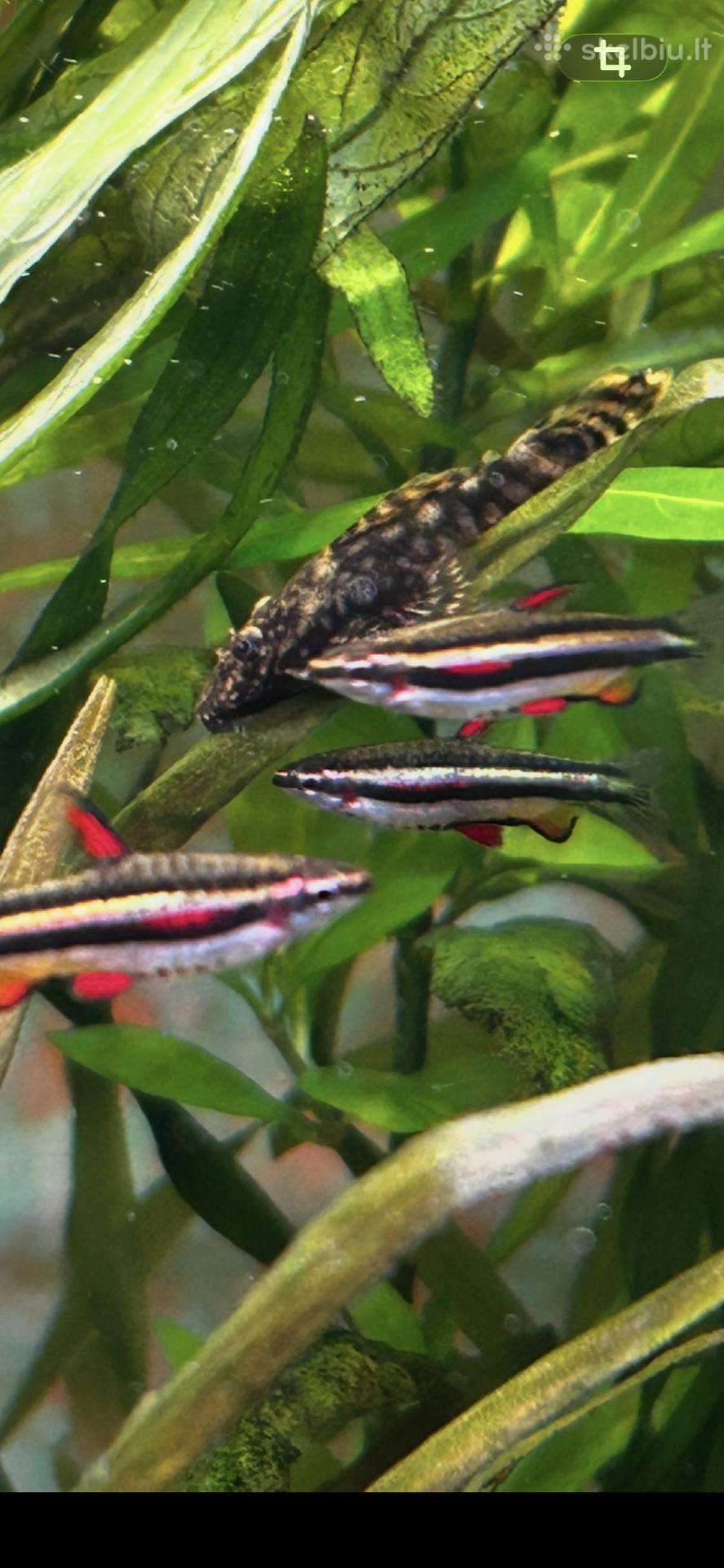 Zuvytes