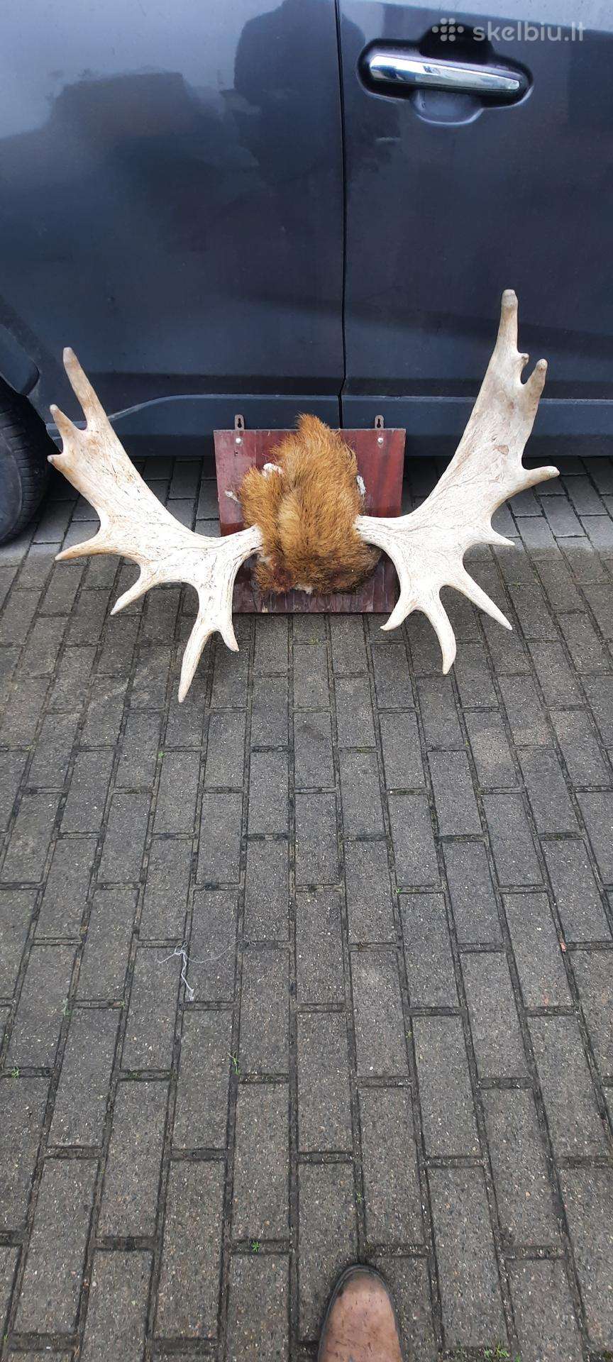 Parduodu briedžio ragus