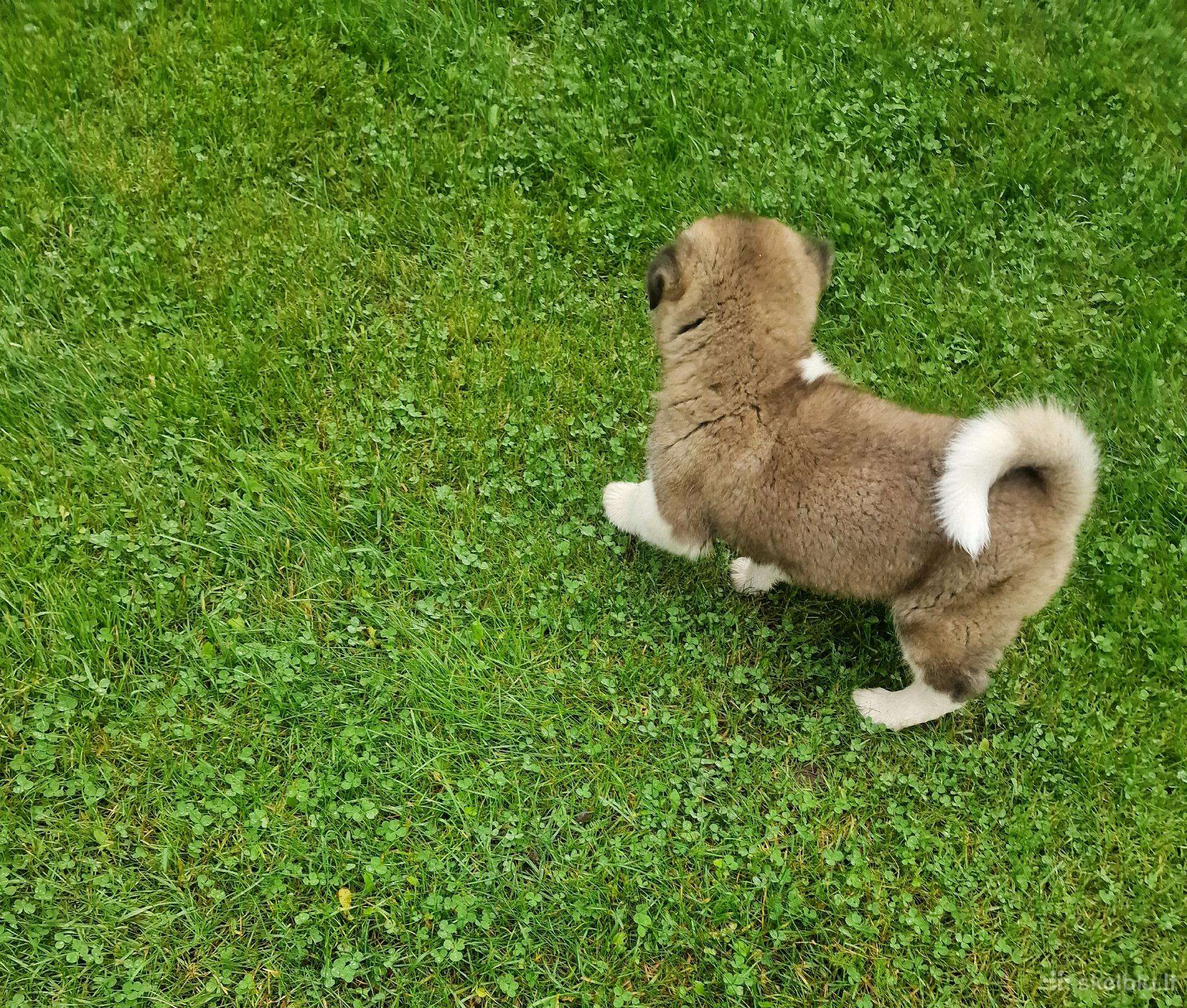 Amerikiečių akita šuniukas