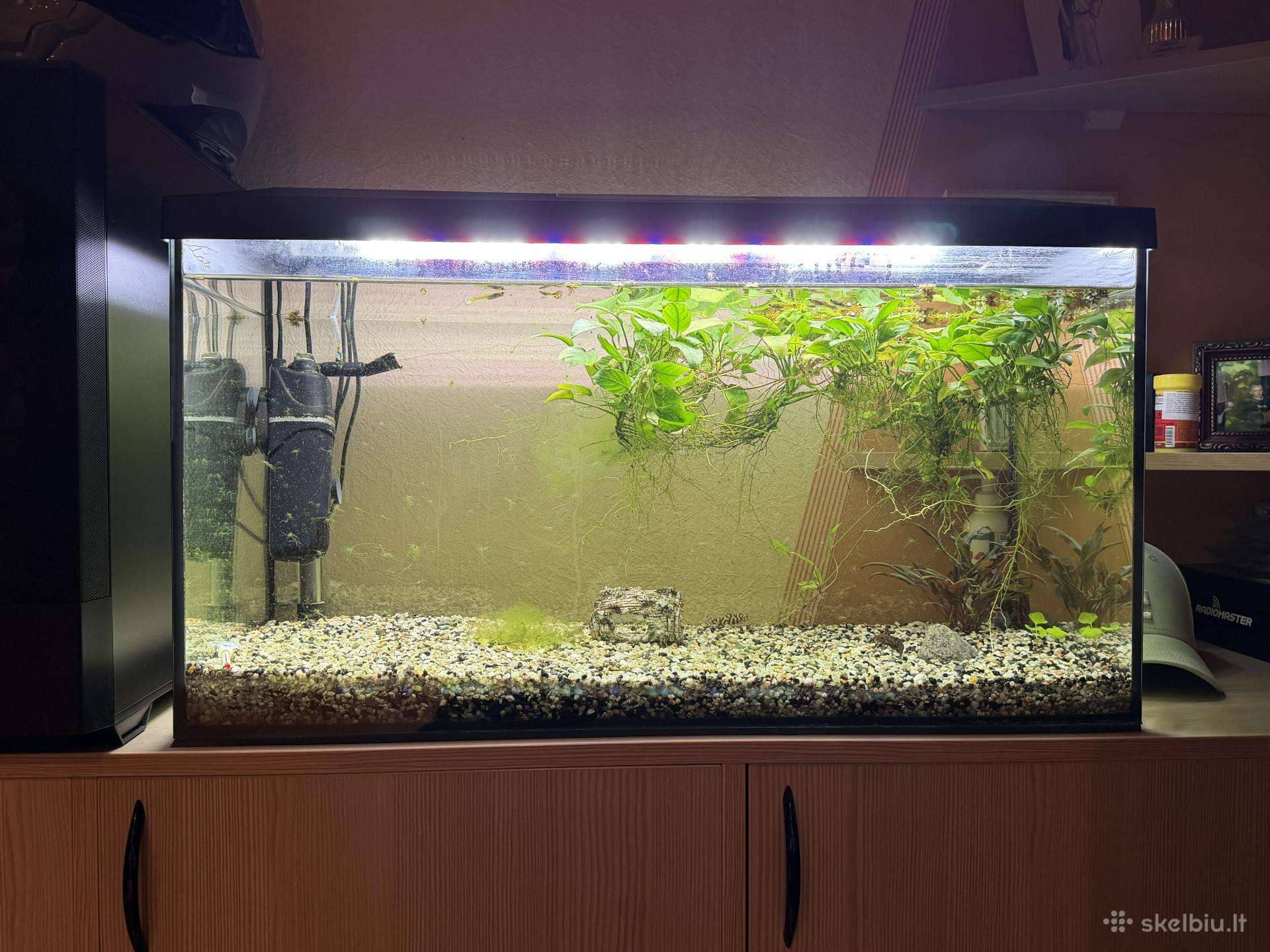 Aquael akvariumas 100 litrų.
