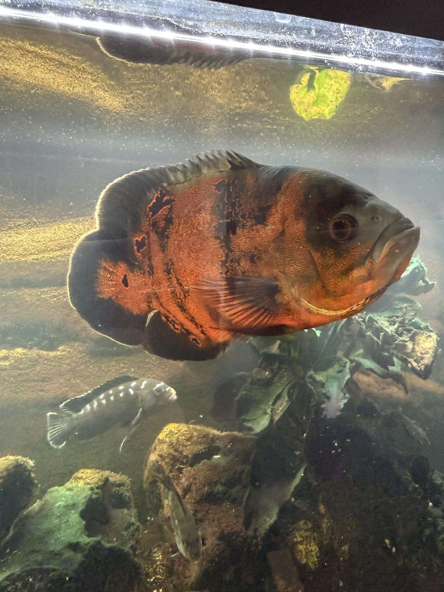 Parduodu du didelius astronautus (Astronotus ocell