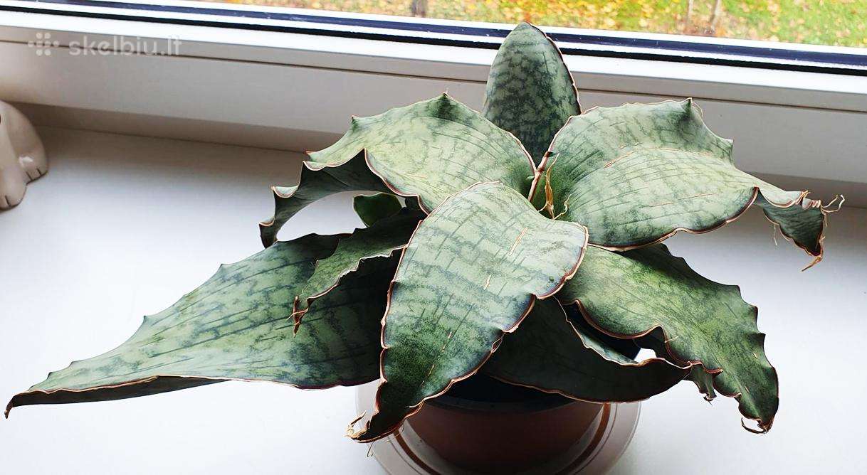 Didelis sukulentas