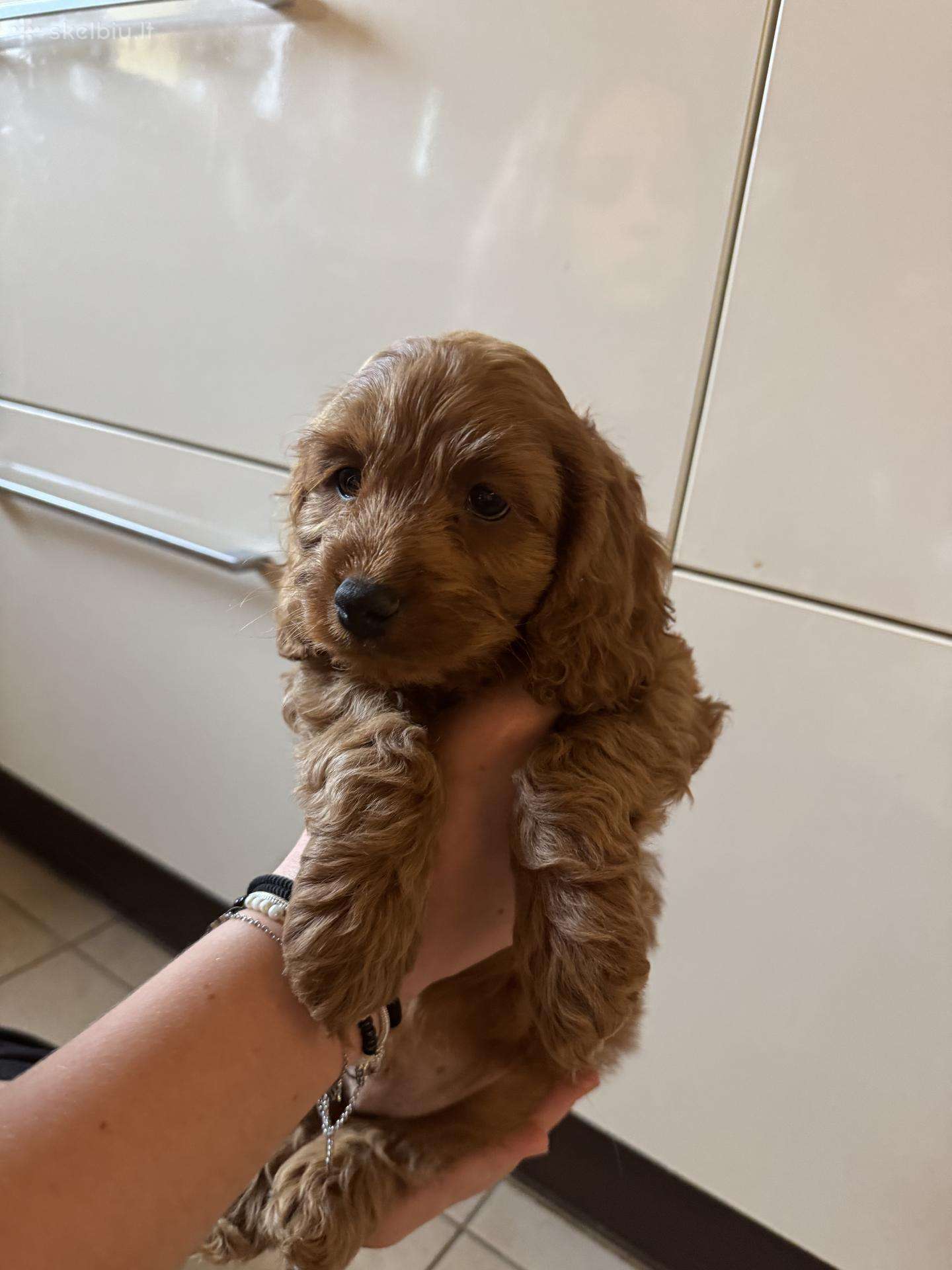 Cockapoo paskutinis berniukas