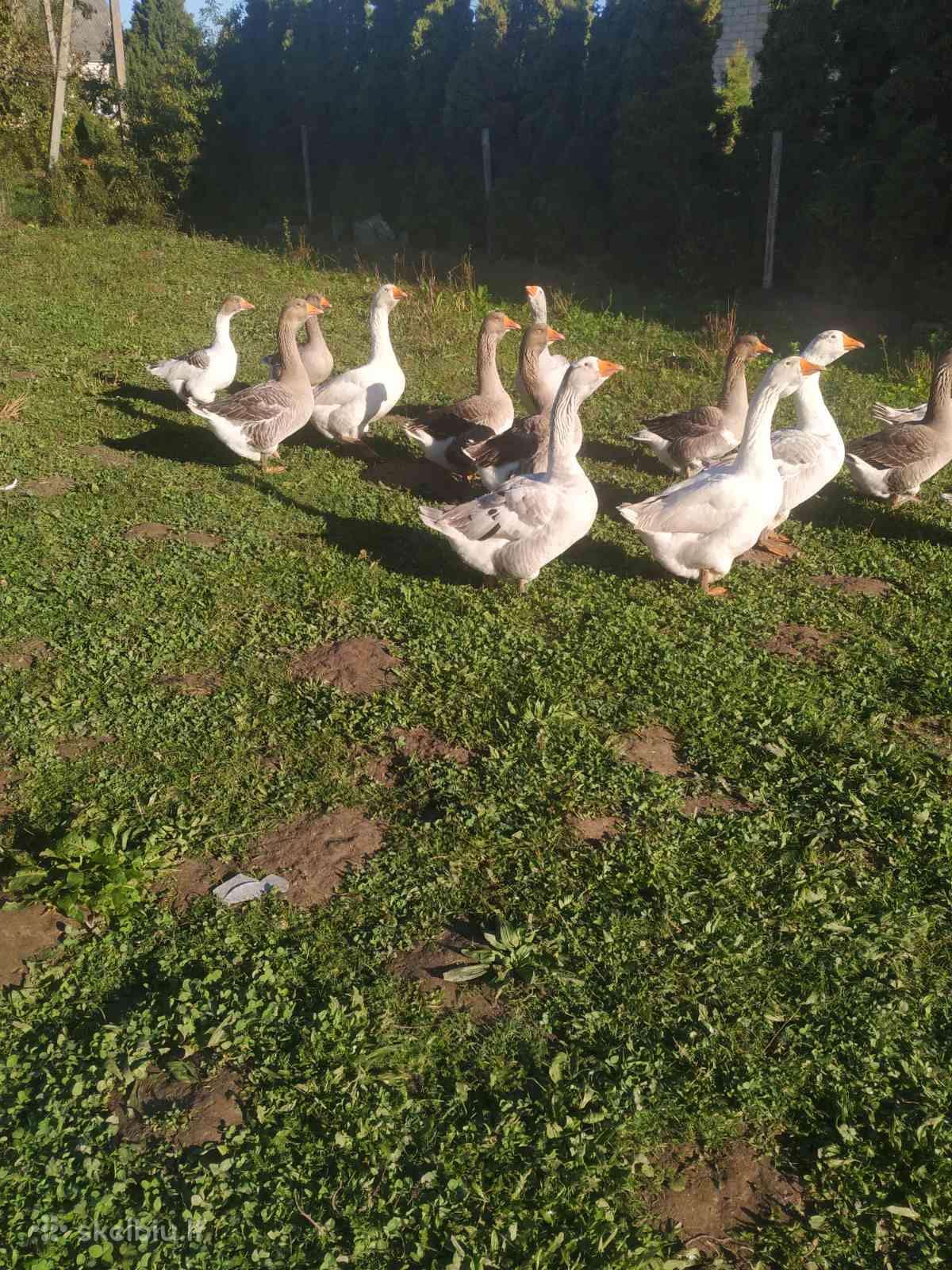 Parduodamos žąsys