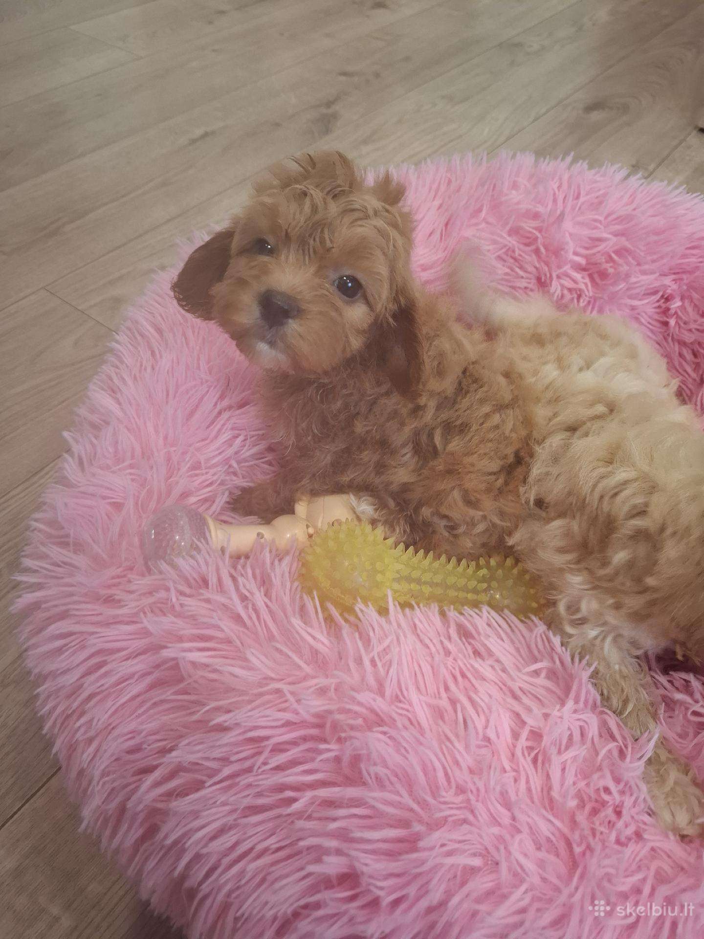 Maltipoo