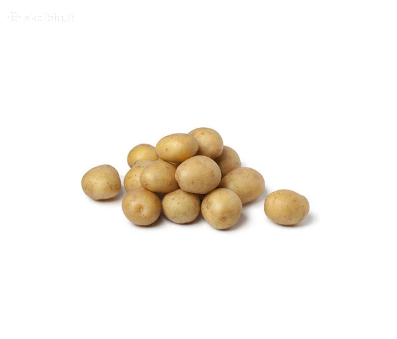 Pašarinės bulvės