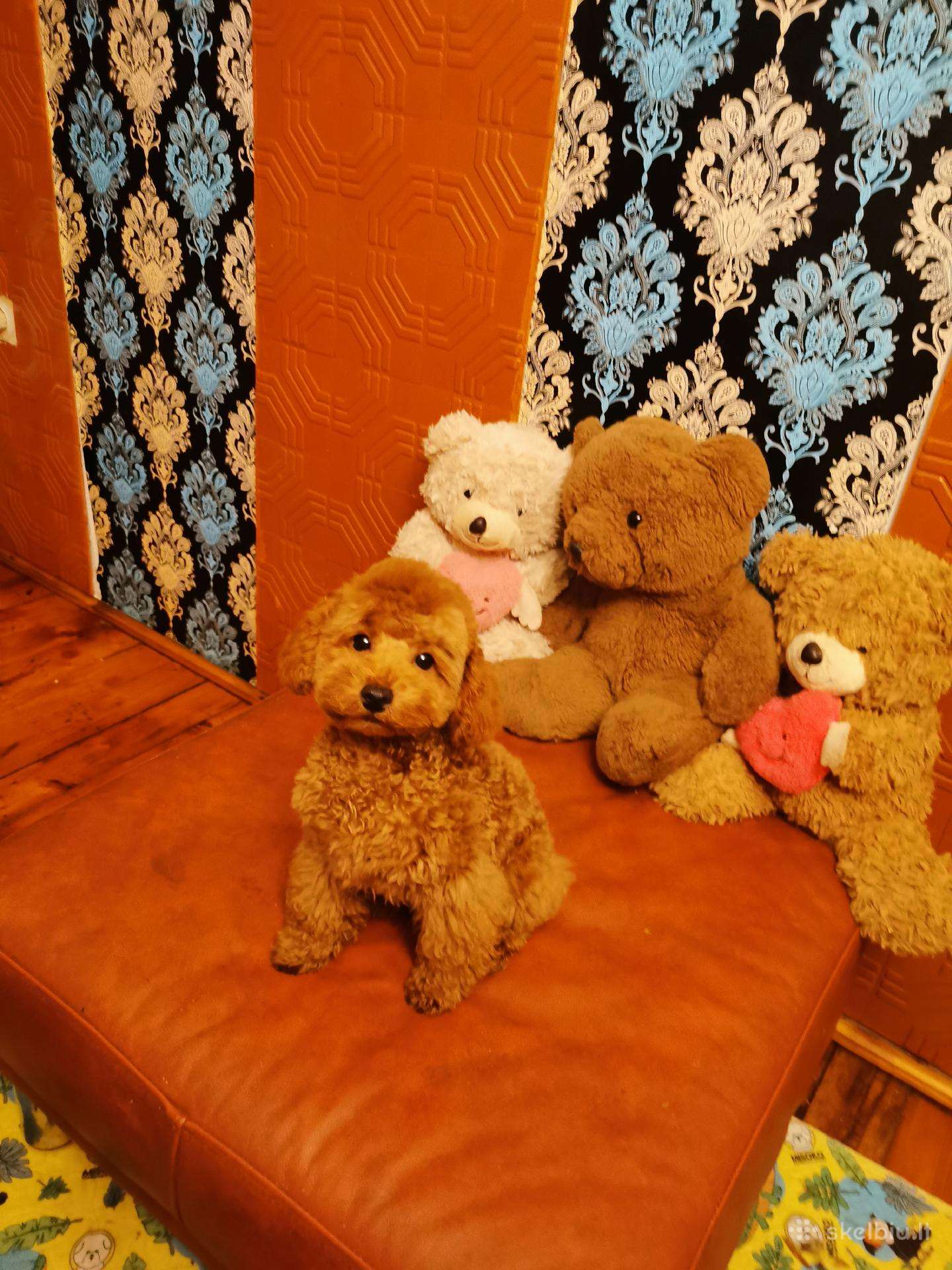 Toy pudeliukas trijų mėnesių